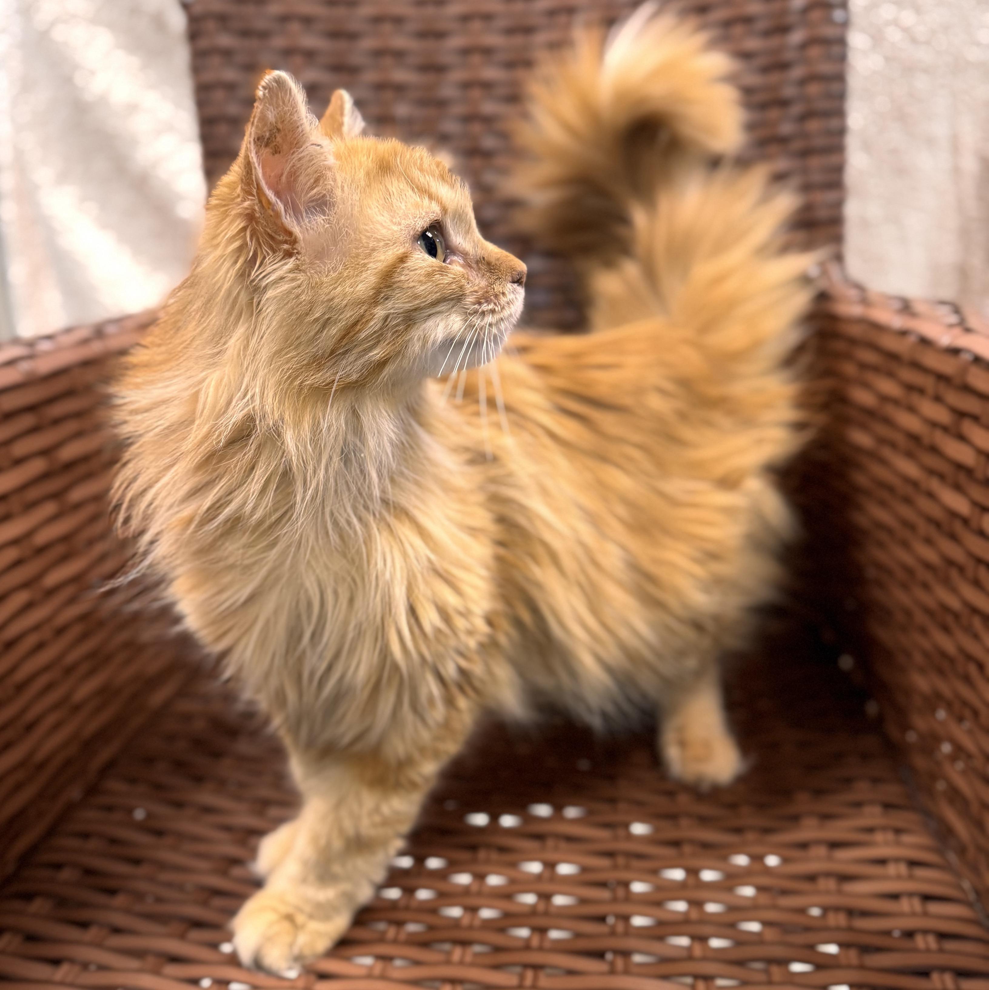 Cheeky Monkey, an adoptable Domestic Long Hair in Midland, MI image 2/6