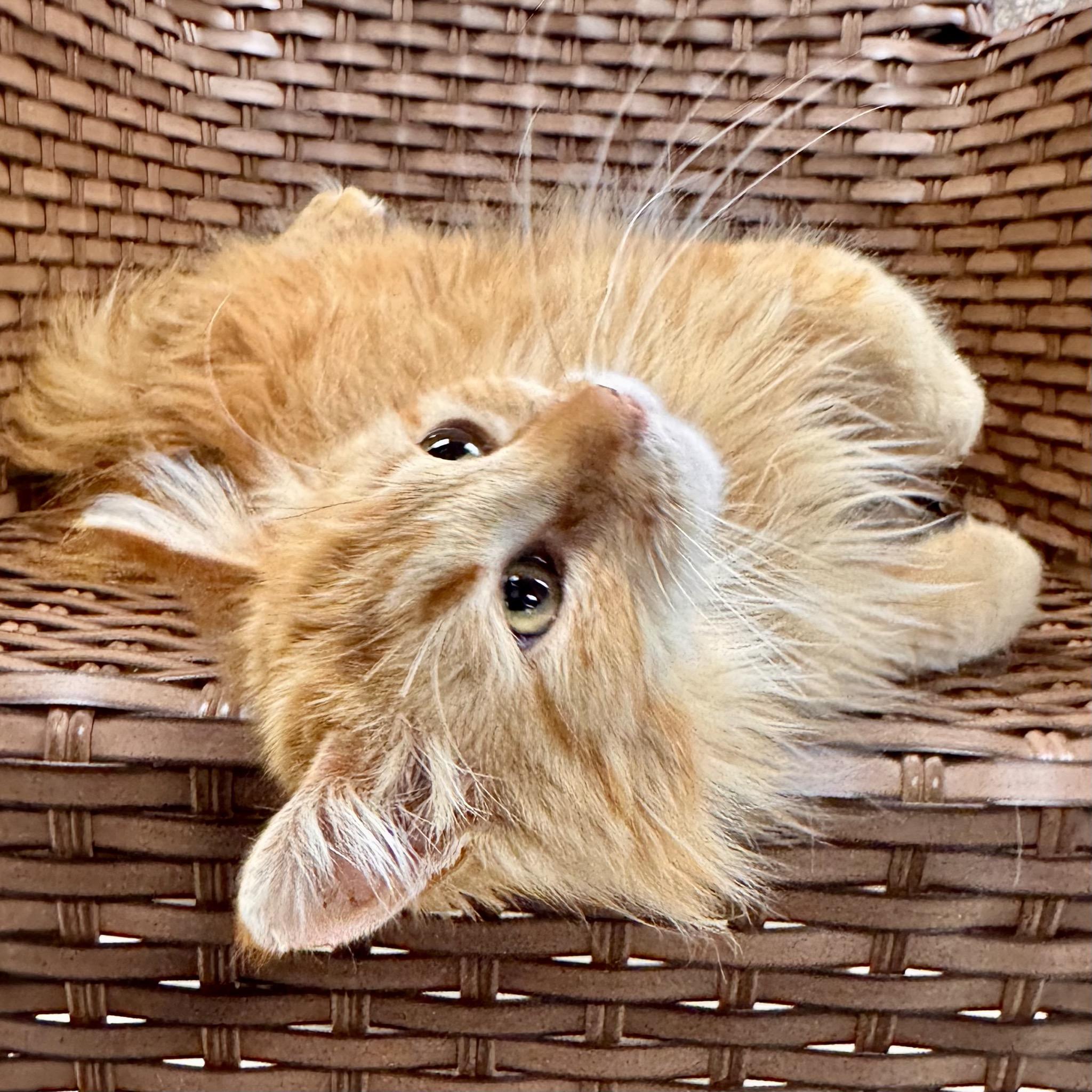 Cheeky Monkey, adoptable, Adult Female Domestic Long Hair.