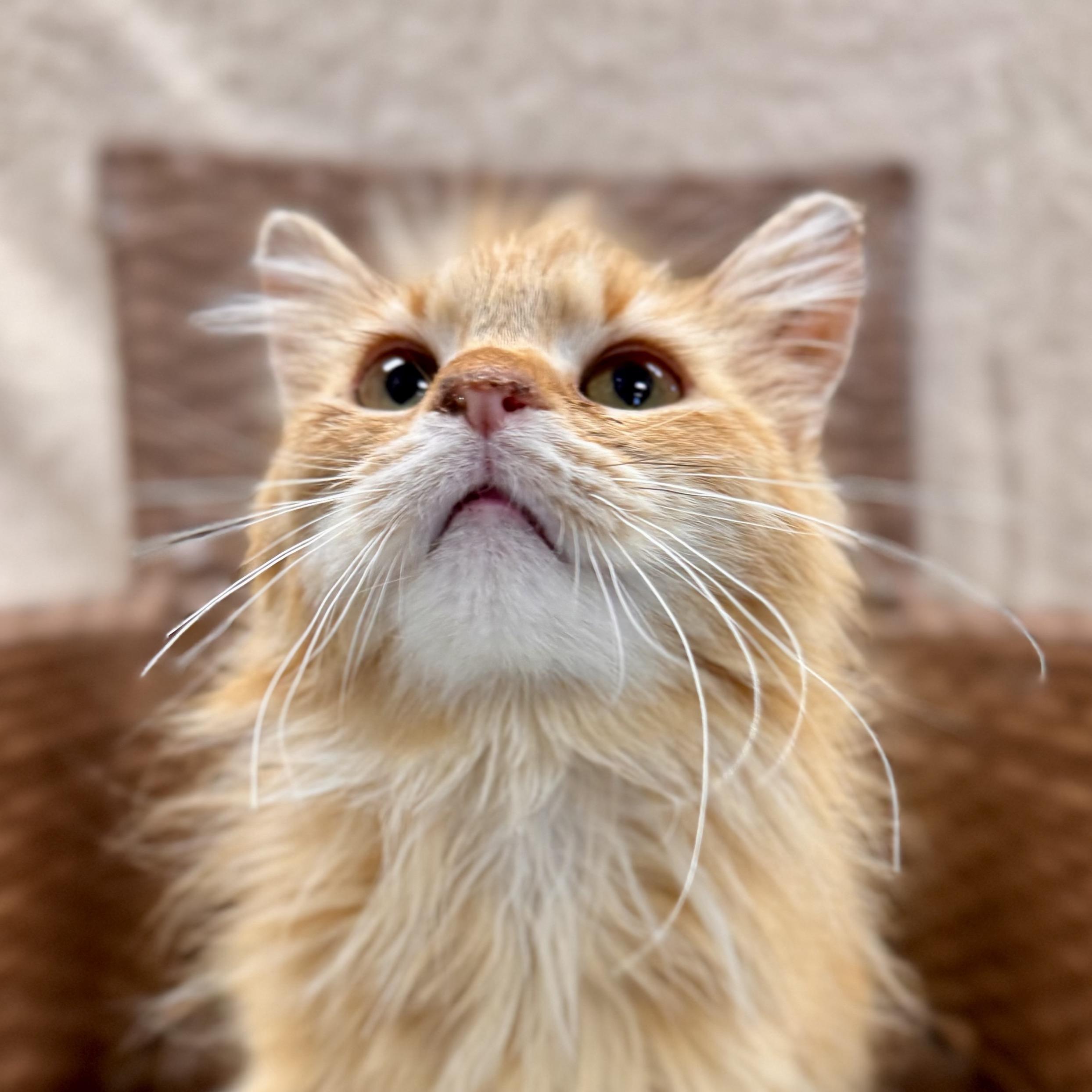 Cheeky Monkey, an adoptable Domestic Long Hair in Midland, MI image 3/6