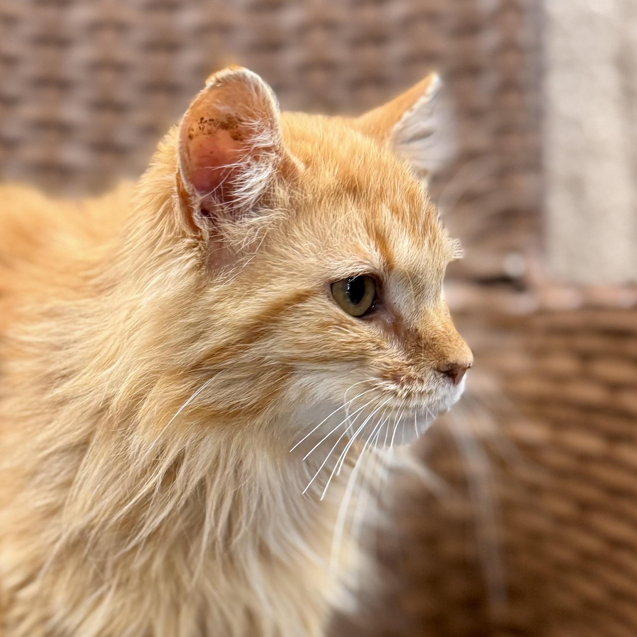 Cheeky Monkey, an adoptable Domestic Long Hair in Midland, MI image 4/6