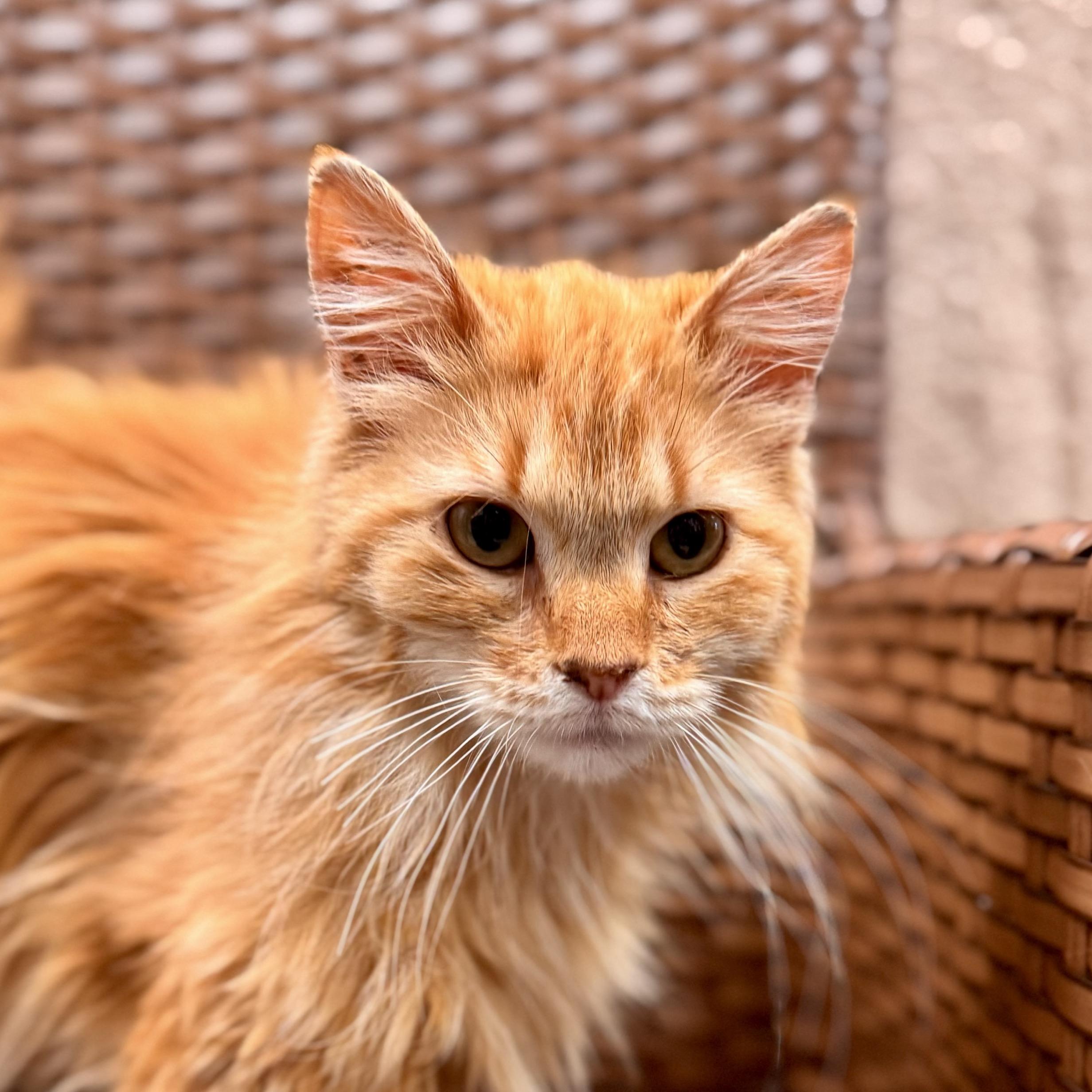 Cheeky Monkey, an adoptable Domestic Long Hair in Midland, MI image 5/6