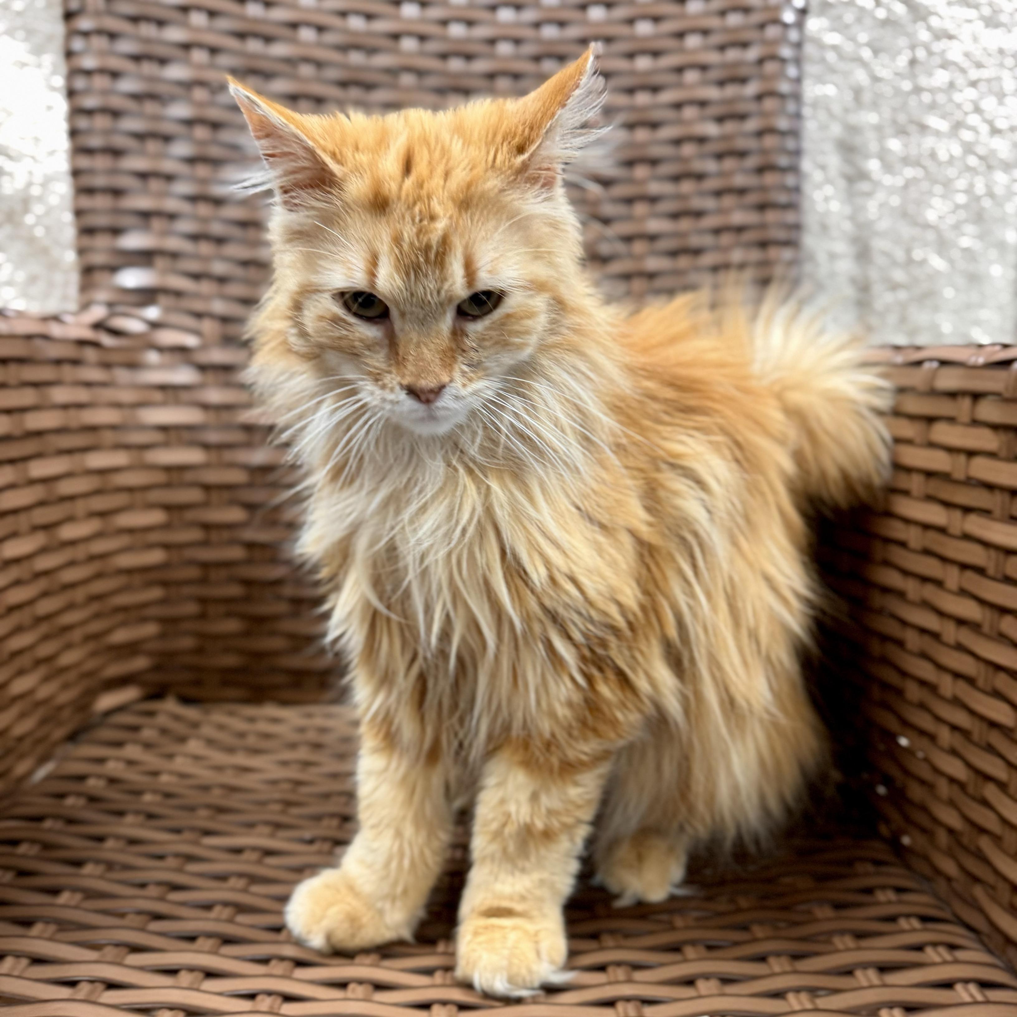 Cheeky Monkey, an adoptable Domestic Long Hair in Midland, MI image 6/6