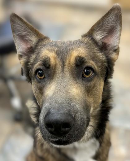 Enlarge Sawyer, a Adoptable mixed breed in Portola, CA image 2/3