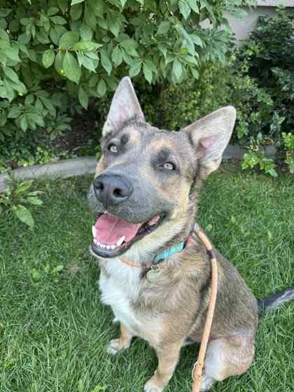 Enlarge Sawyer, a Adoptable mixed breed in Portola, CA image 1/2