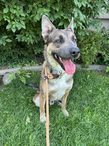 Enlarge Sawyer, a Adoptable mixed breed in Portola, CA image 2/2