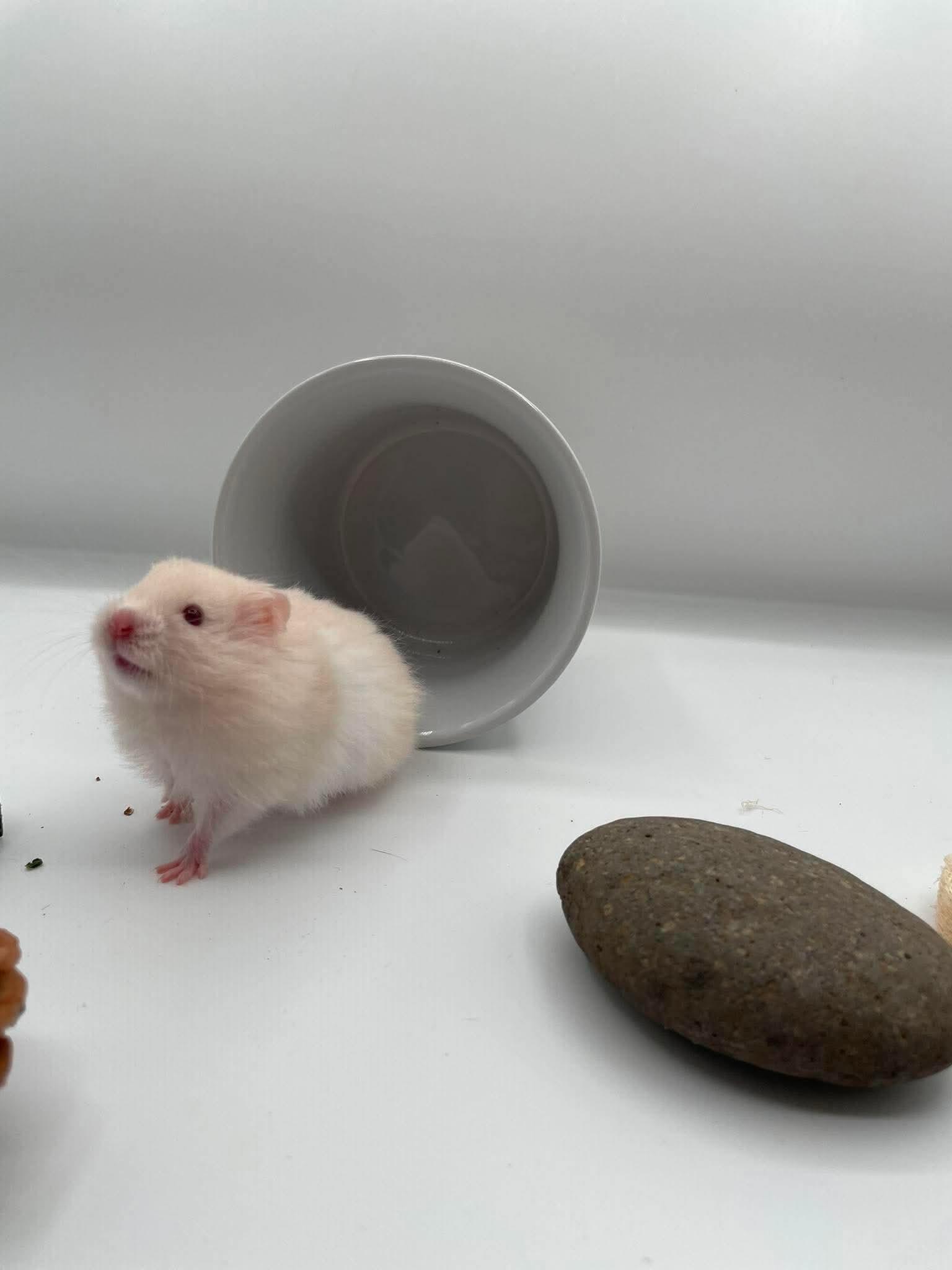 Enlarge Hummus, a ADOPTABLE Hamster in Springfield, OR image 3/4