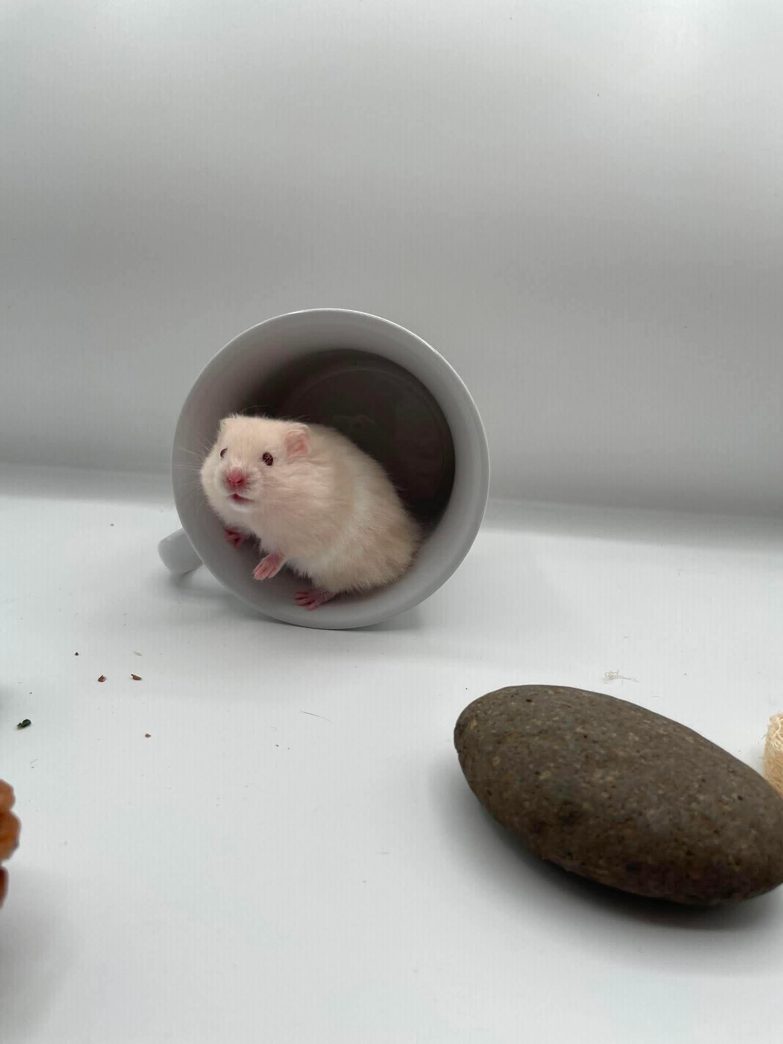Enlarge Hummus, a ADOPTABLE Hamster in Springfield, OR image 4/4