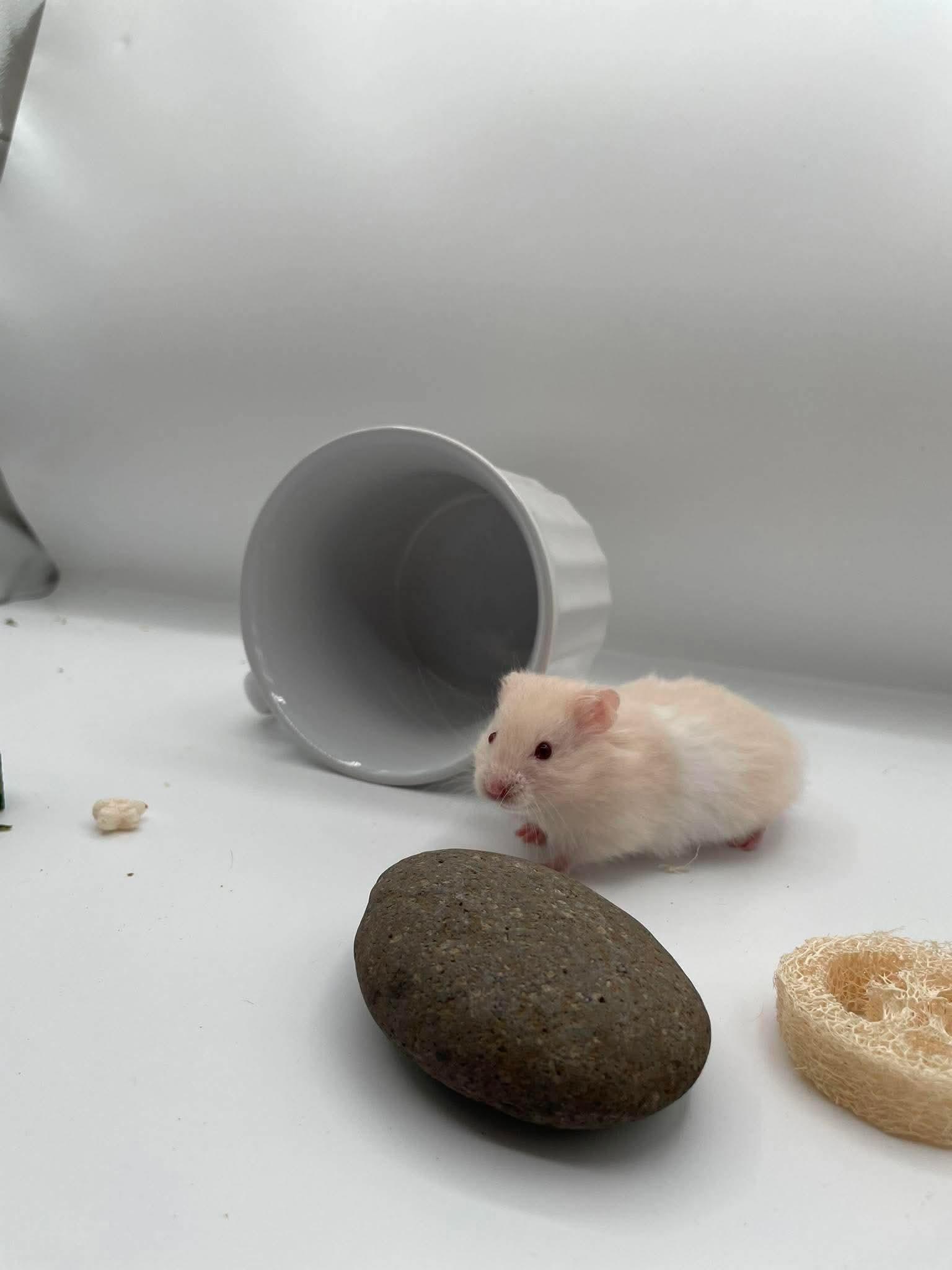 Enlarge Hummus, a ADOPTABLE Hamster in Springfield, OR image 1/4