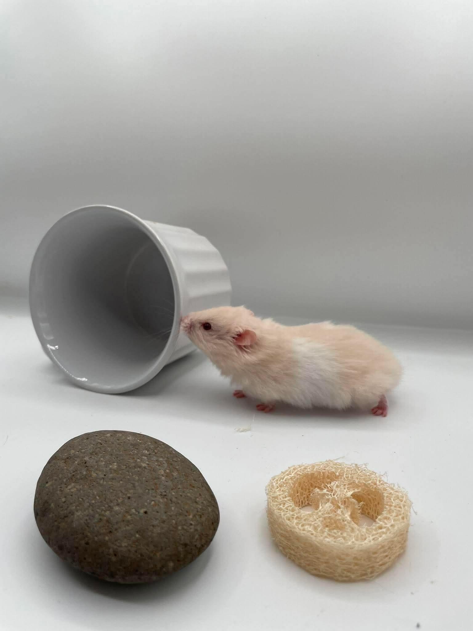 Enlarge Hummus, a ADOPTABLE Hamster in Springfield, OR image 2/4