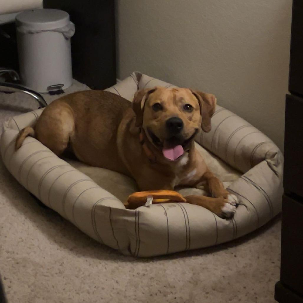 Rusty, a Adoptable Mixed Breed in Harrisonburg, VA image 2/6