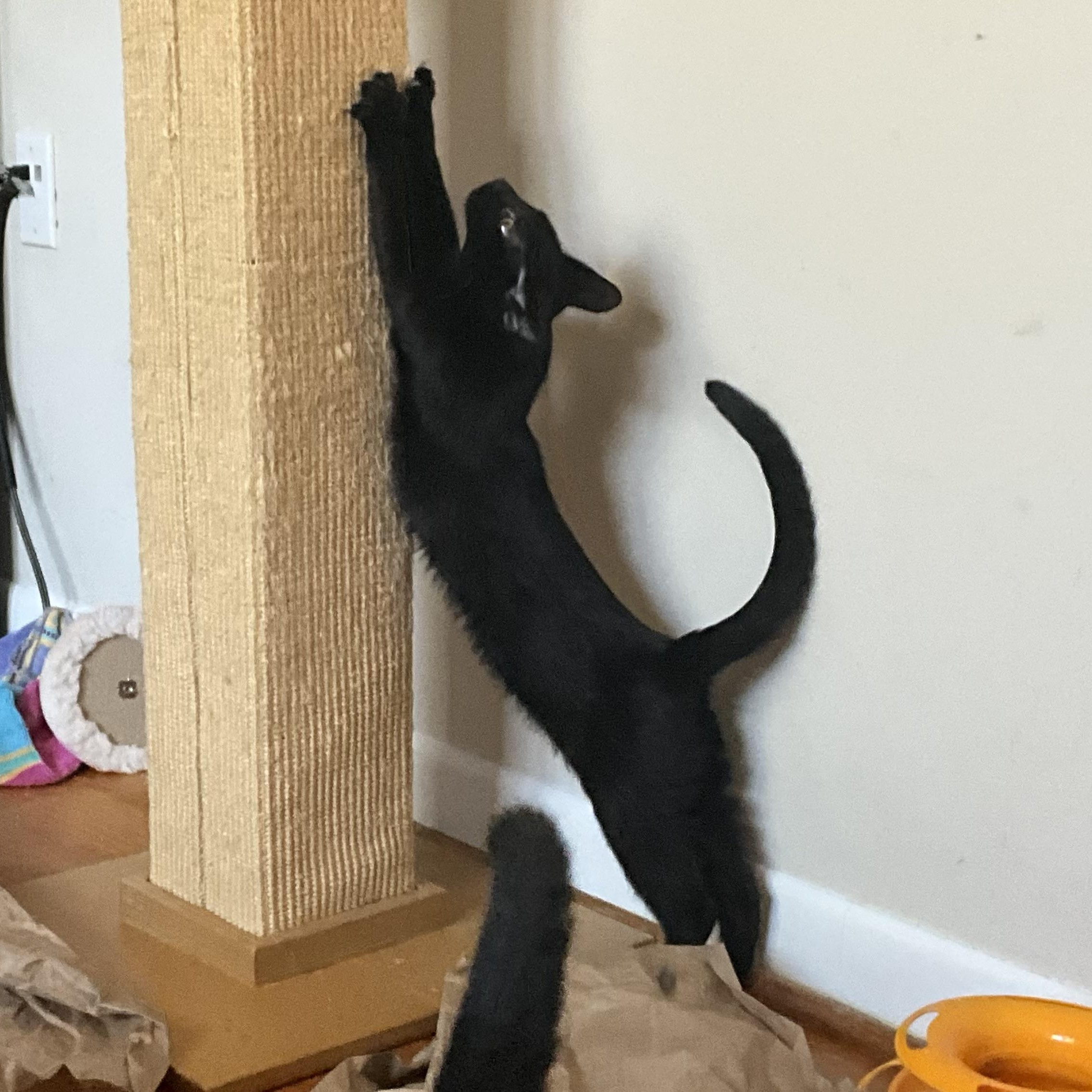 Enlarge Goslings, a ADOPTABLE Domestic Short Hair in Apex, NC image 2/4