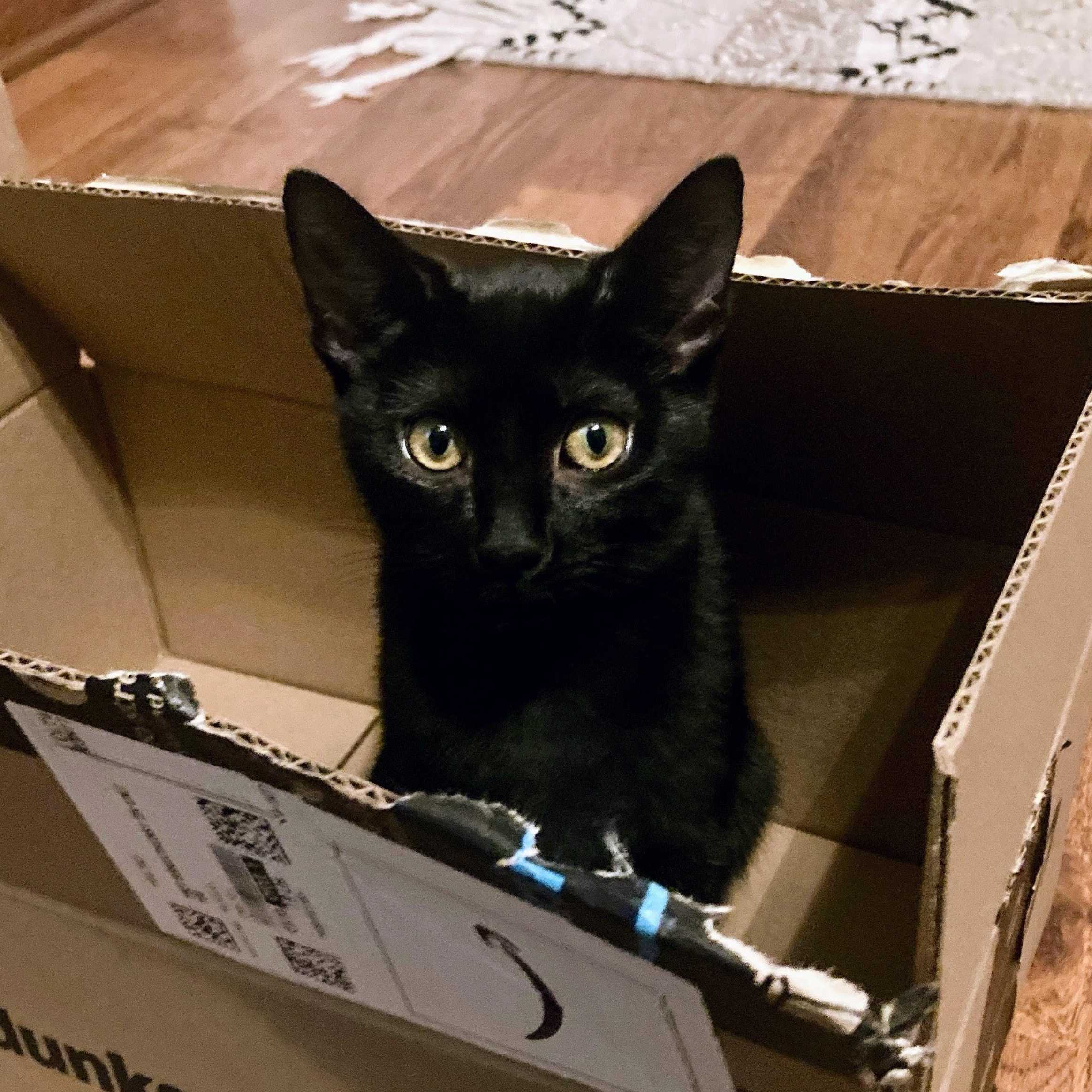 Enlarge Goslings, a ADOPTABLE Domestic Short Hair in Apex, NC image 2/6