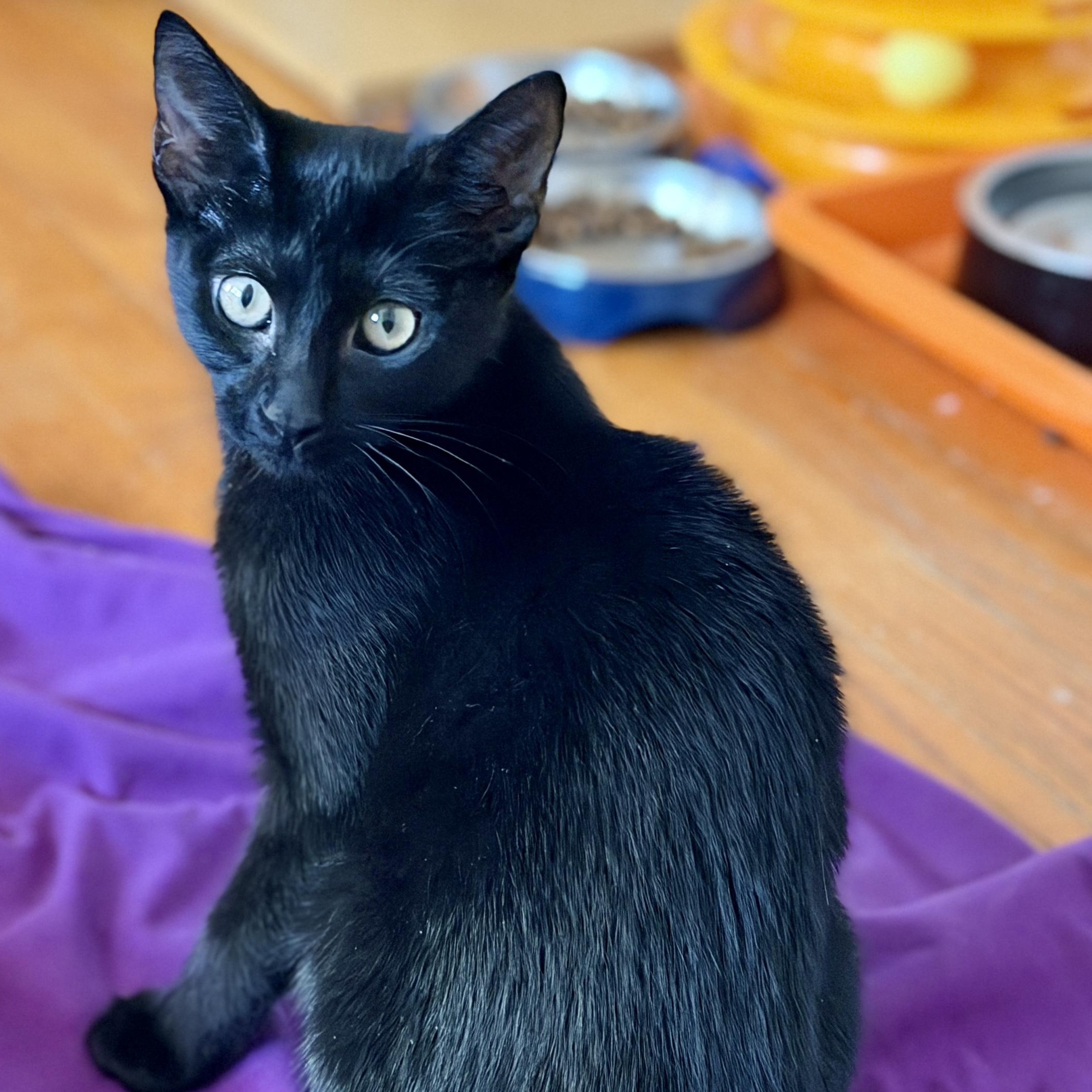 Enlarge Goslings, a ADOPTABLE Domestic Short Hair in Apex, NC image 1/4