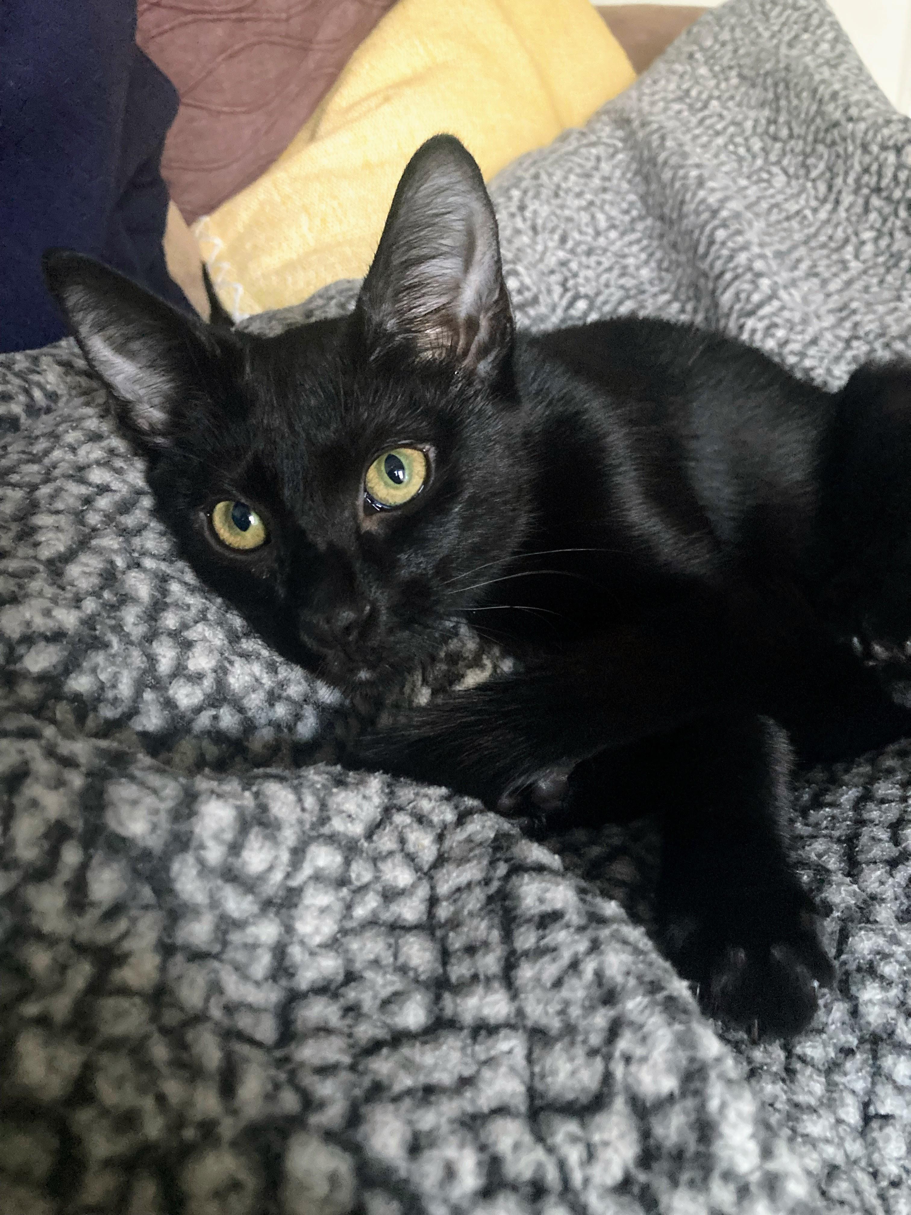 Enlarge Goslings, a ADOPTABLE Domestic Short Hair in Apex, NC image 6/6