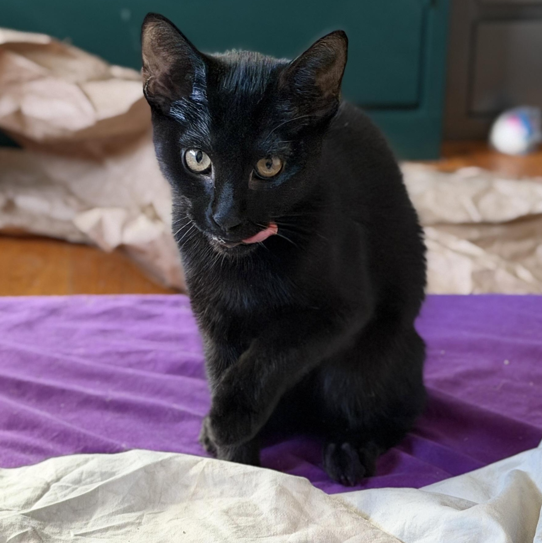 Enlarge Goslings, a ADOPTABLE Domestic Short Hair in Apex, NC image 4/4