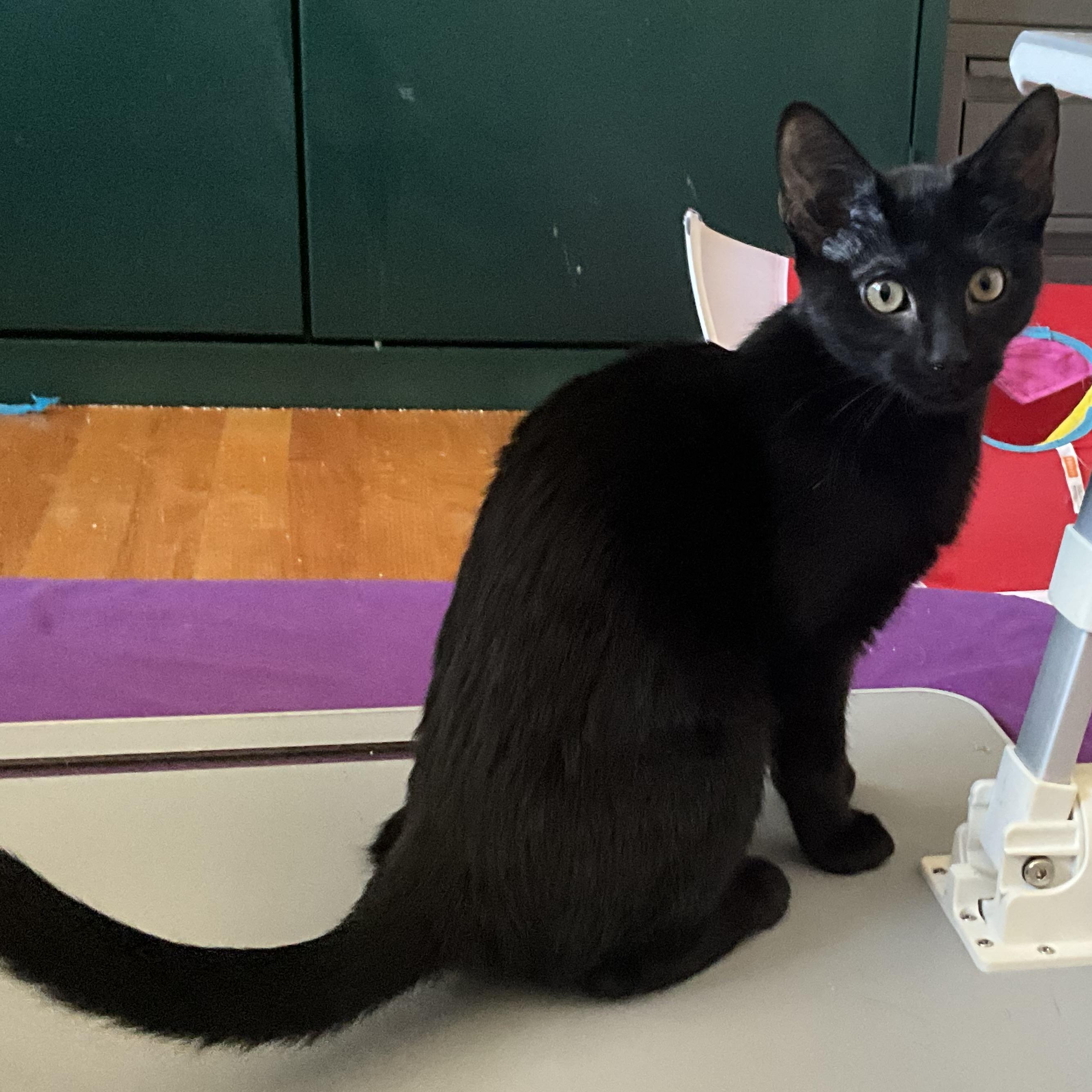 Enlarge Goslings, a ADOPTABLE Domestic Short Hair in Apex, NC image 3/4