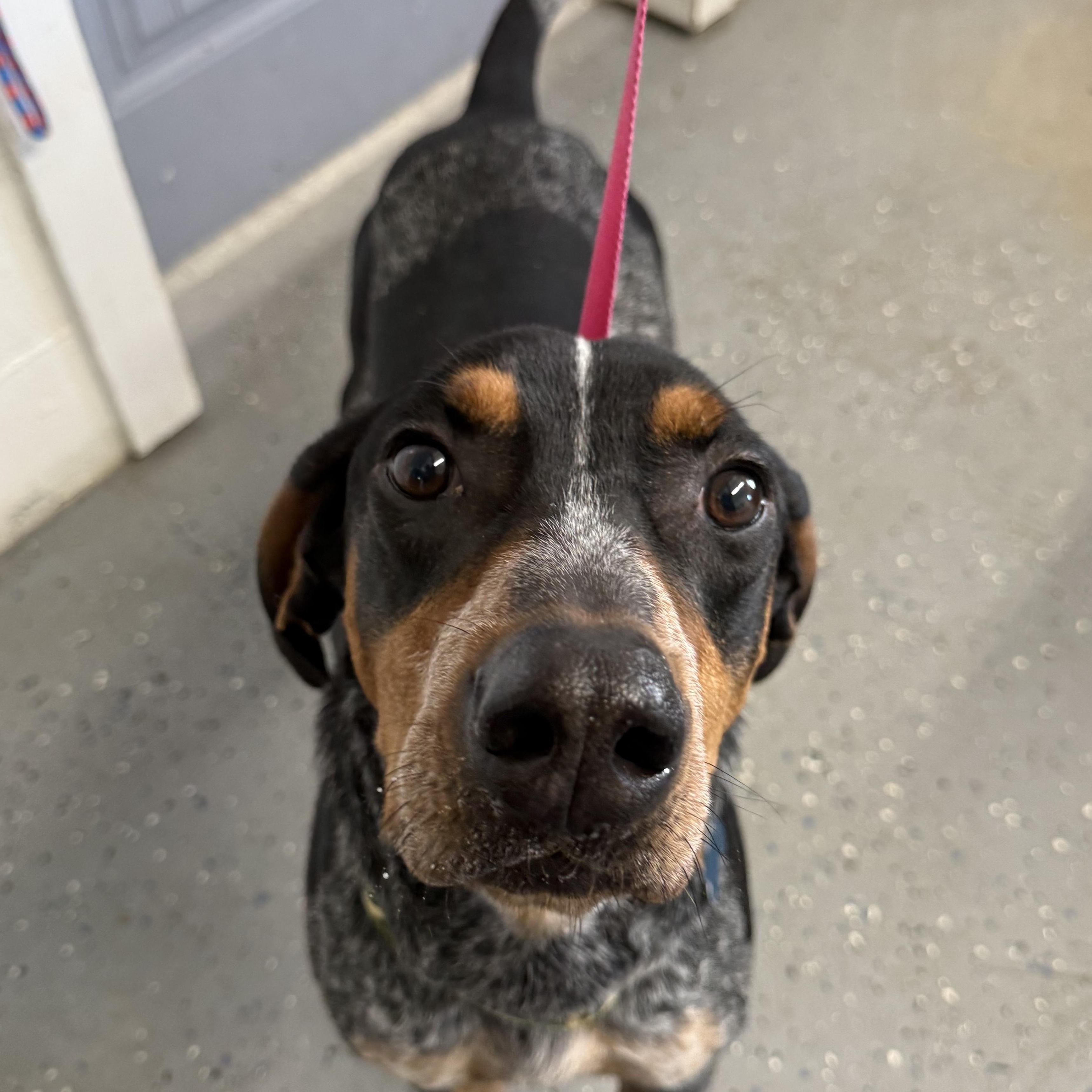 Enlarge Bones, an adoptable mixed breed in Lewisburg, TN image 3/3