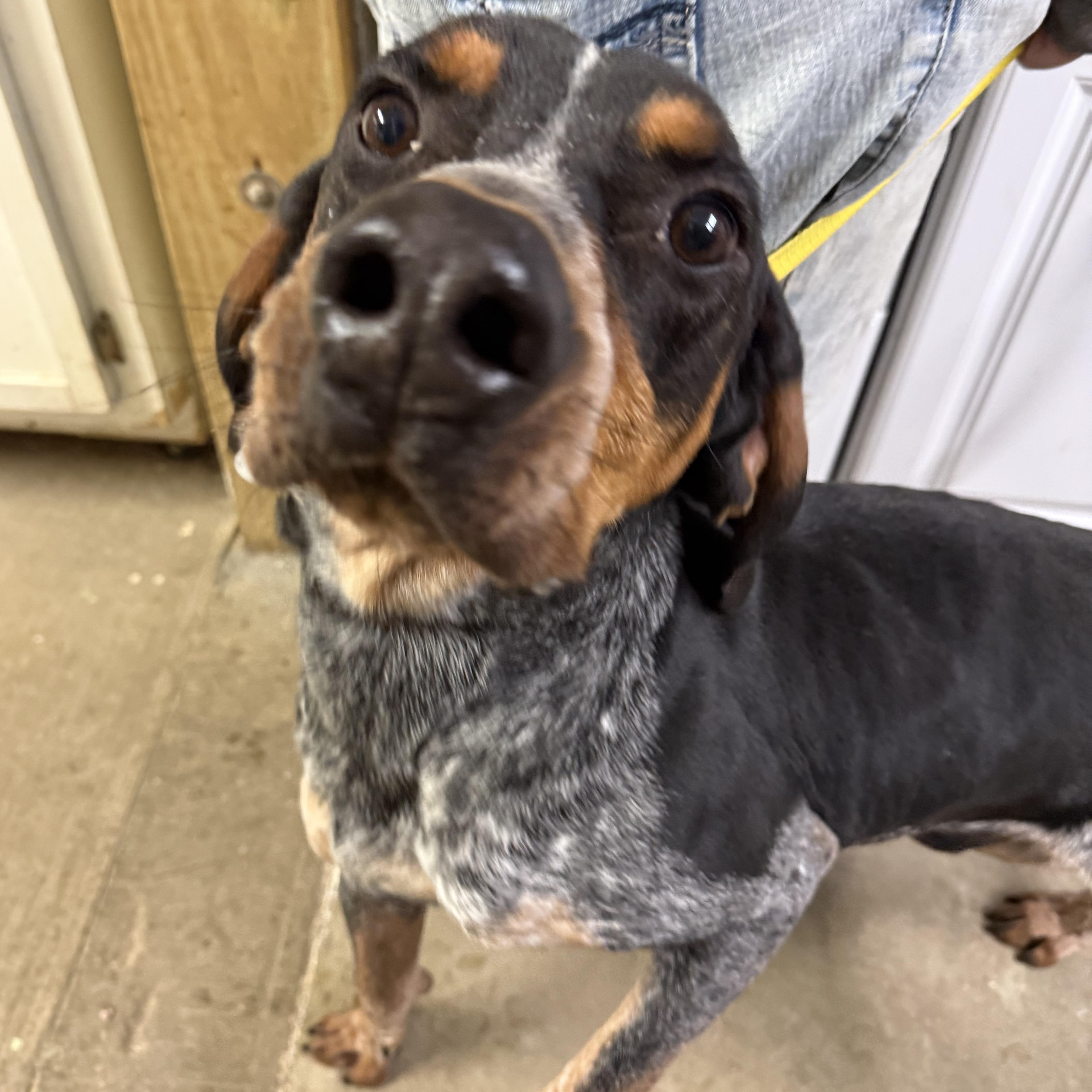 Enlarge Bones, an adoptable mixed breed in Lewisburg, TN image 2/3