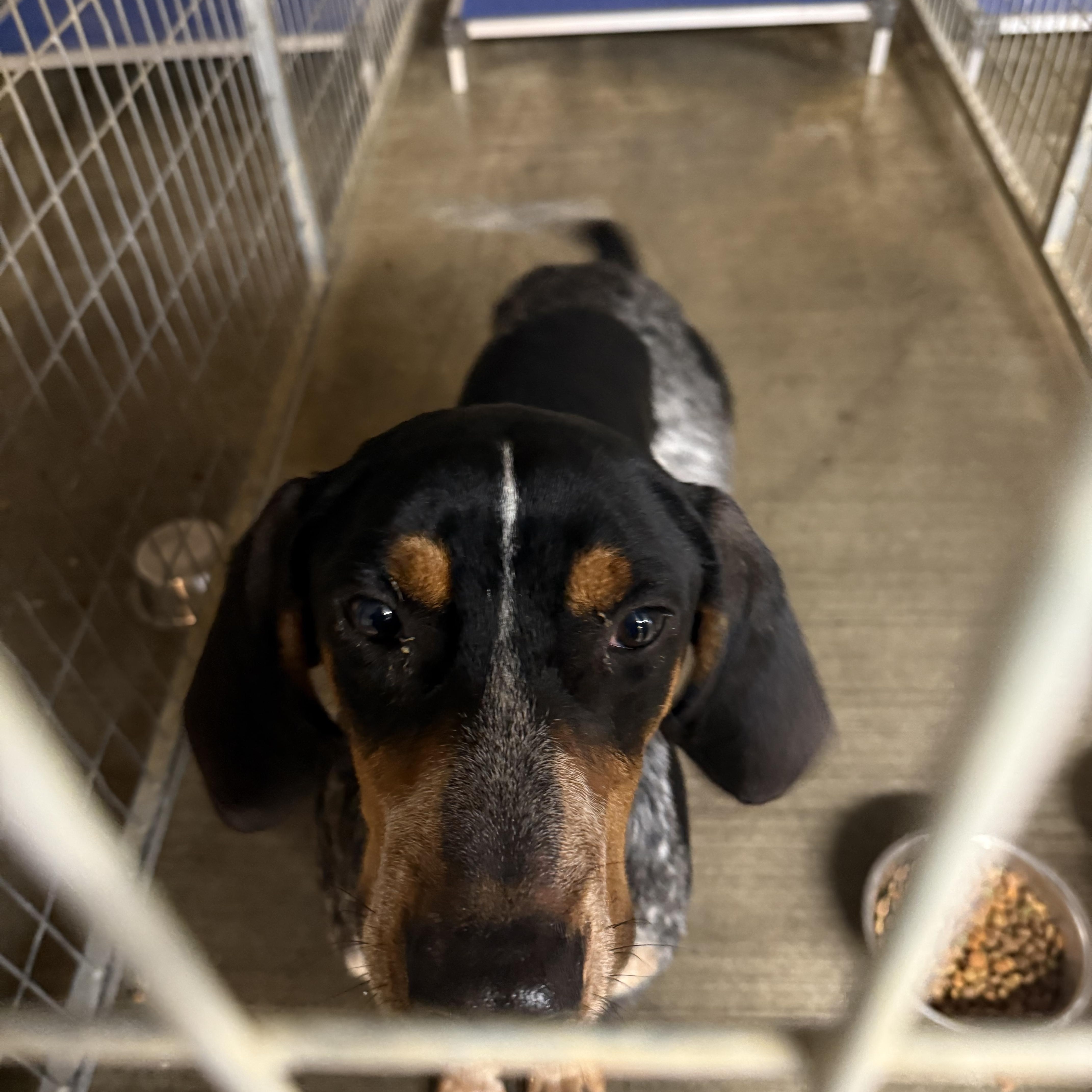 Bones, Adoptable, Young Male Bluetick Coonhound & Mountain Cur.
