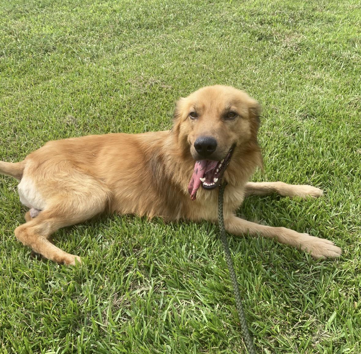 Enlarge Carl, a Adopted mixed breed in Hartwell, GA image 2/2