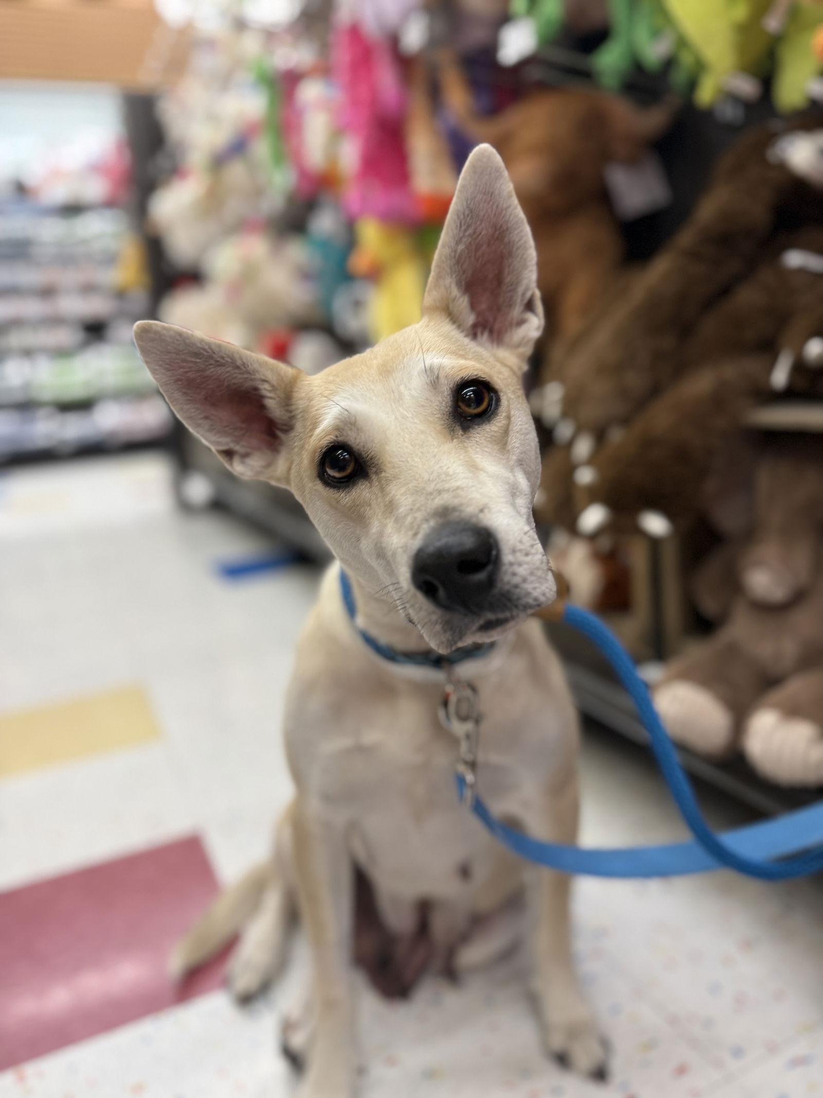 Momma Cass, Adoptable, Adult Female Mixed Breed.