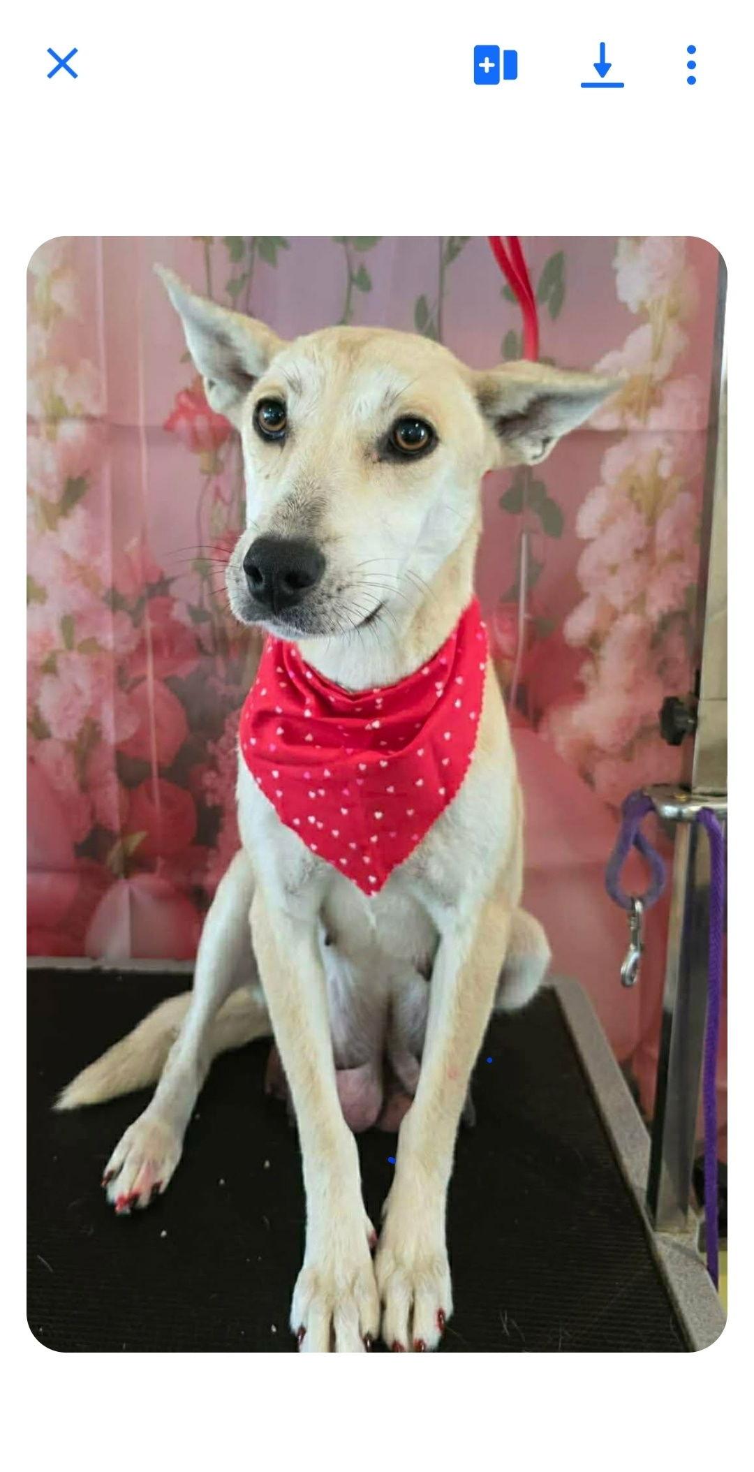 Momma Cass, Adoptable, Adult Female Mixed Breed.