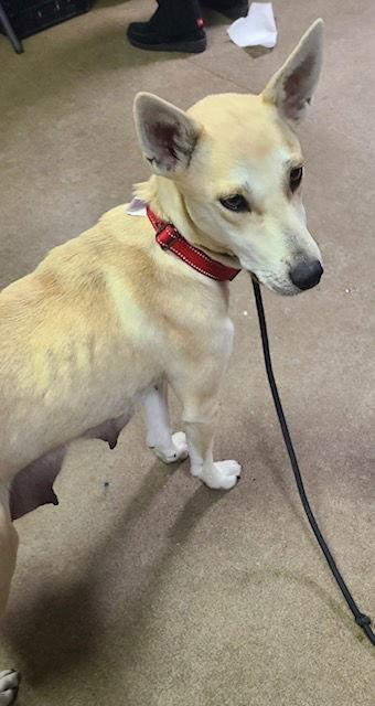 Enlarge Momma Cass, a Adoptable Mixed Breed in Hillside, IL image 3/3