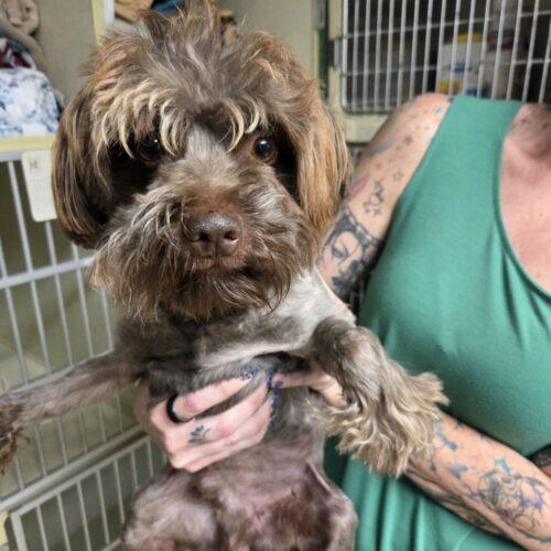 Route 66, Adoptable, Young Male Havanese.