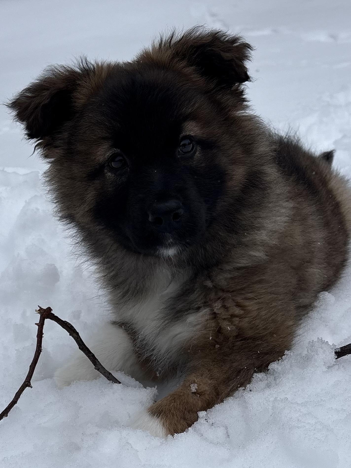 Enlarge Madame Fluffbutt, an adopted mixed breed in Markham, ON image 2/6