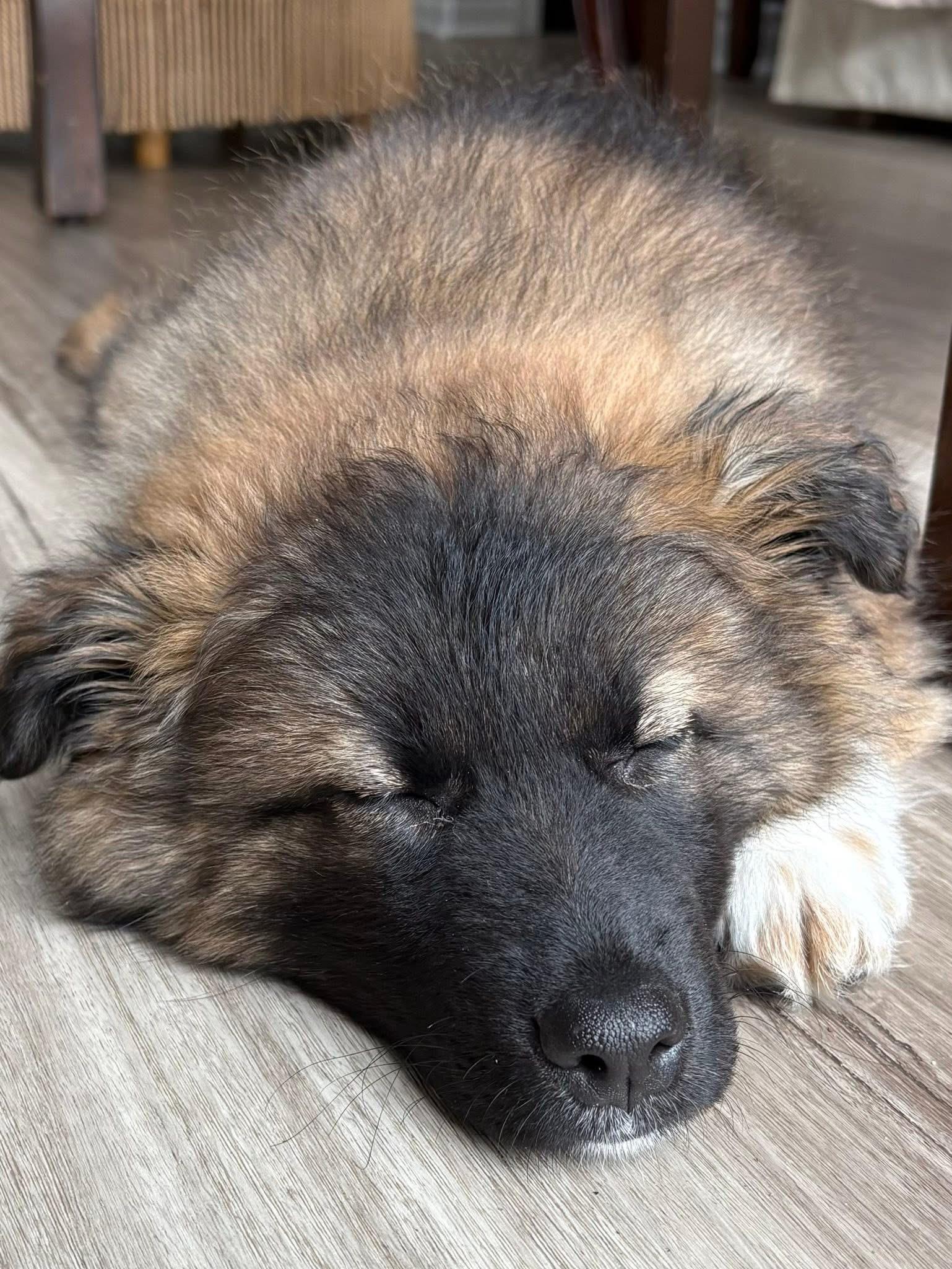 Enlarge Madame Fluffbutt, an adopted mixed breed in Markham, ON image 5/6