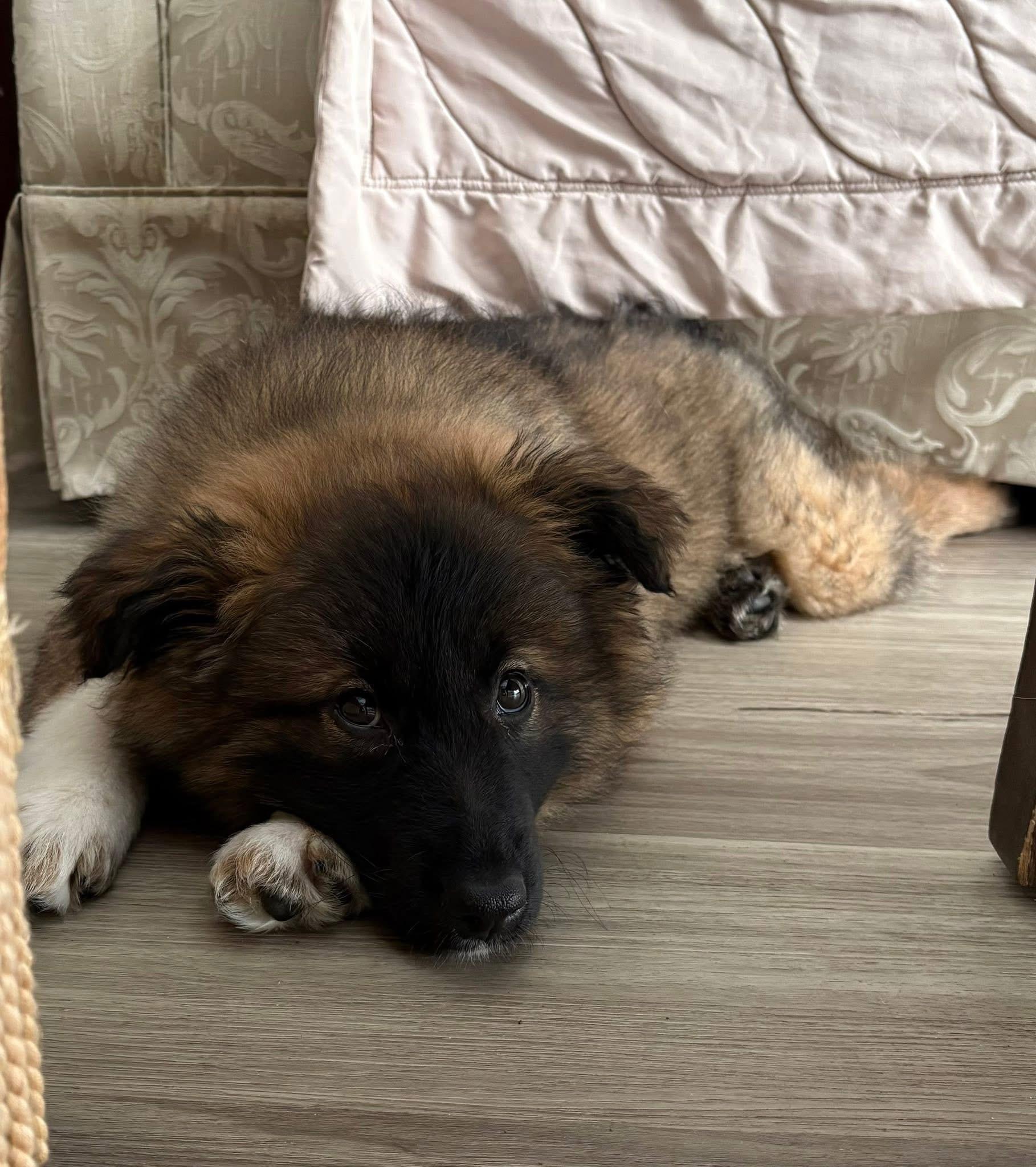 Enlarge Madame Fluffbutt, an adopted mixed breed in Markham, ON image 4/6