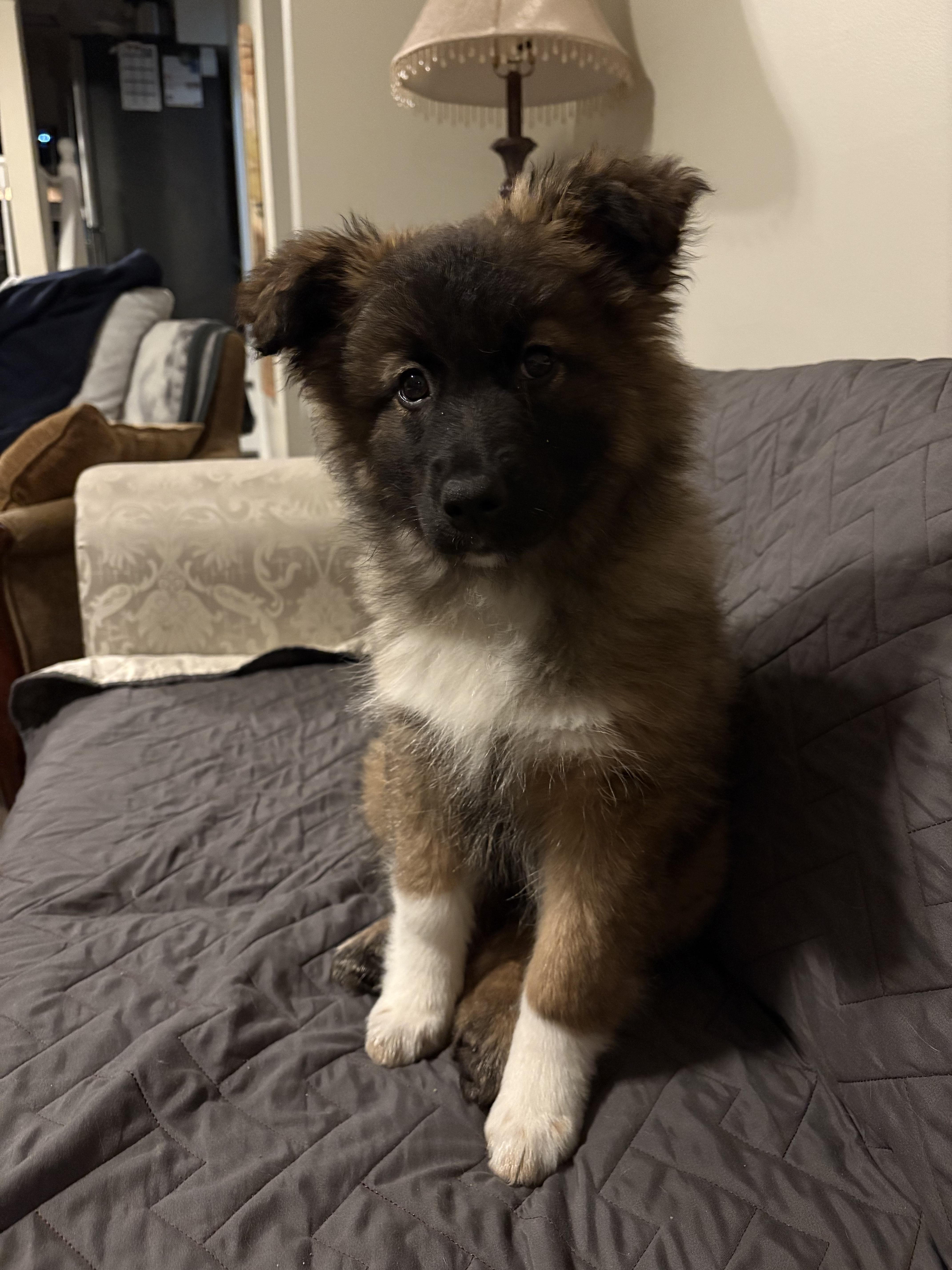 Enlarge Madame Fluffbutt, an adopted mixed breed in Markham, ON image 3/6