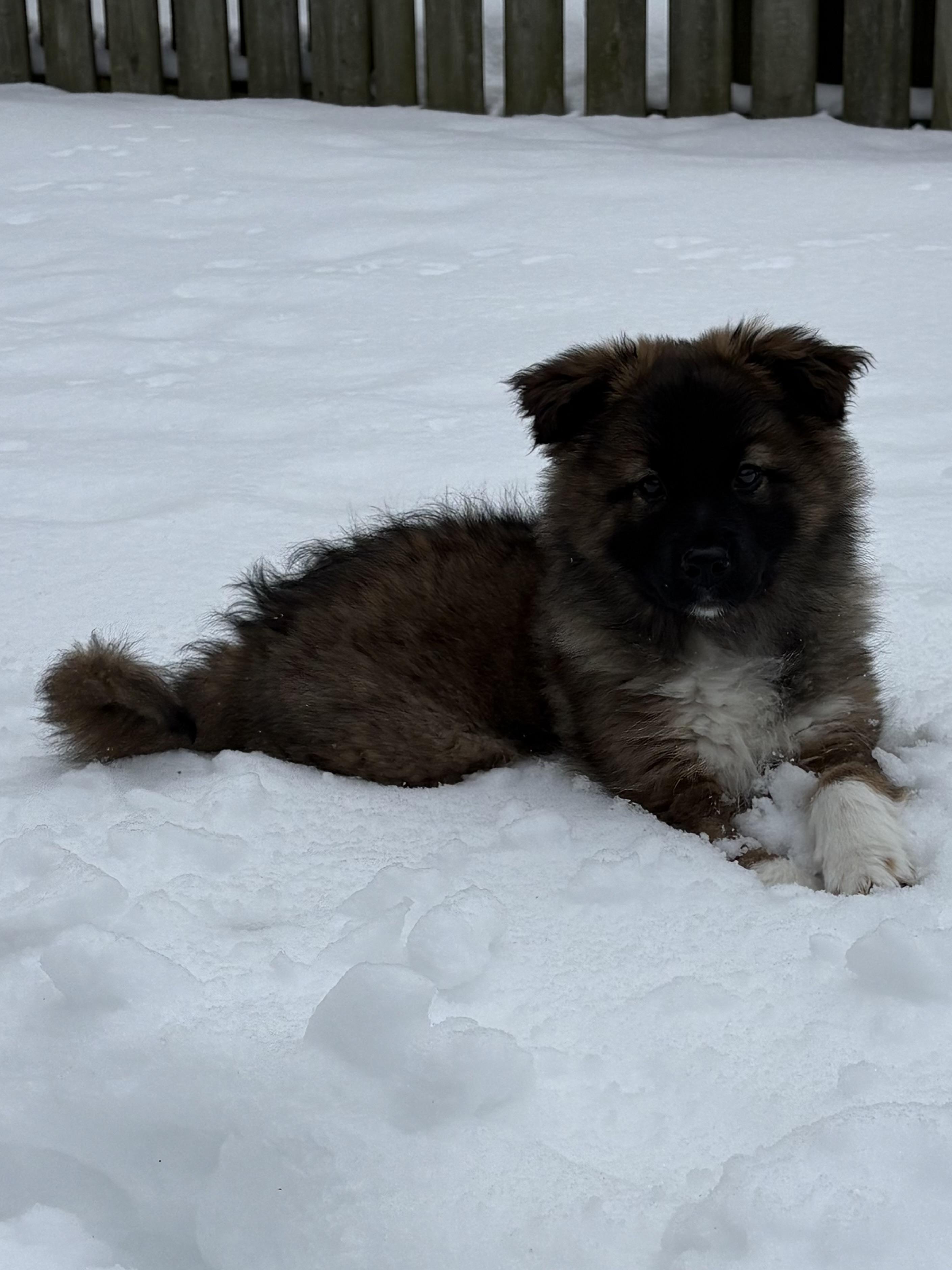 Enlarge Madame Fluffbutt, an adopted mixed breed in Markham, ON image 1/6