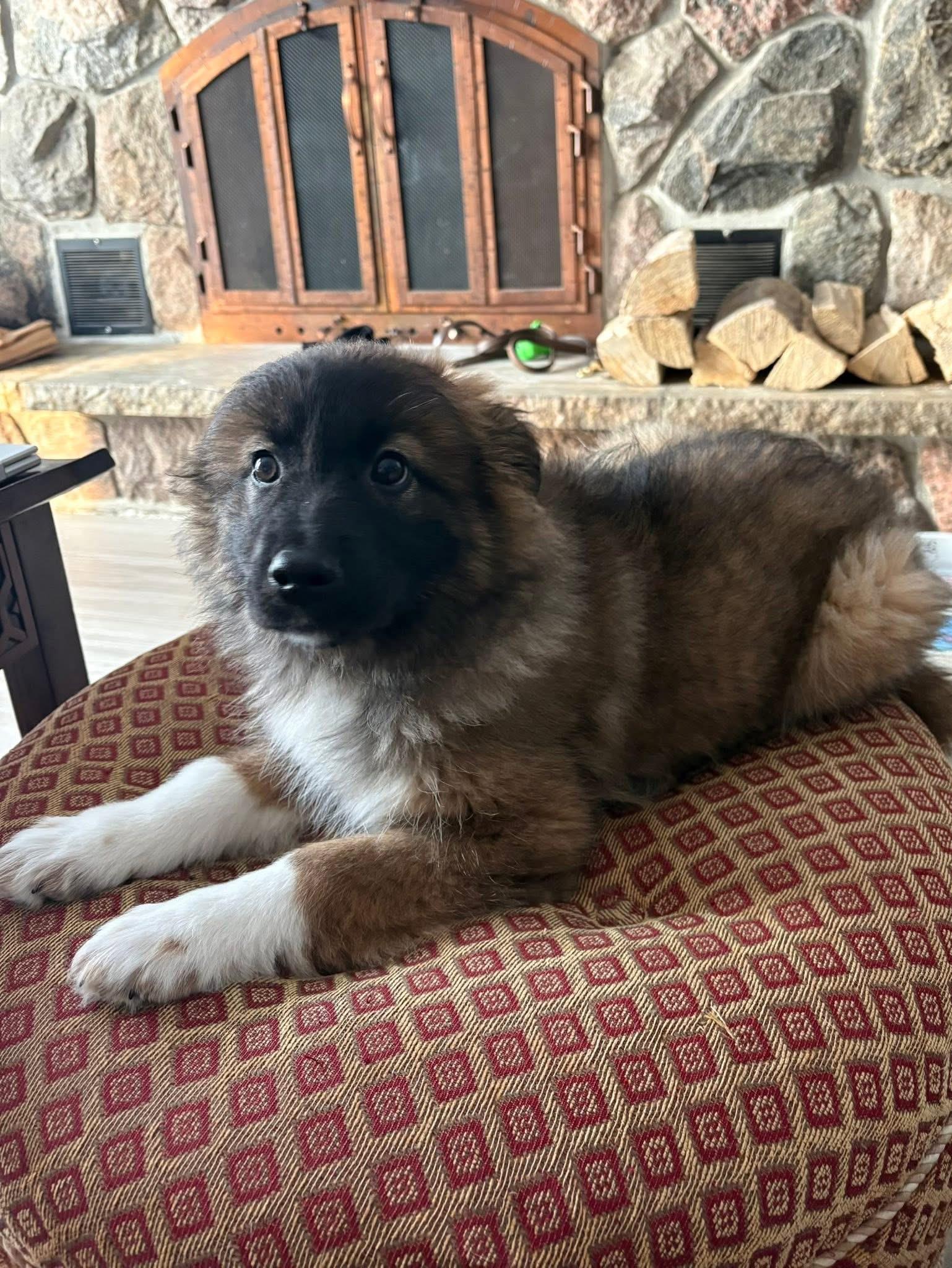 Enlarge Madame Fluffbutt, an adopted mixed breed in Markham, ON image 6/6