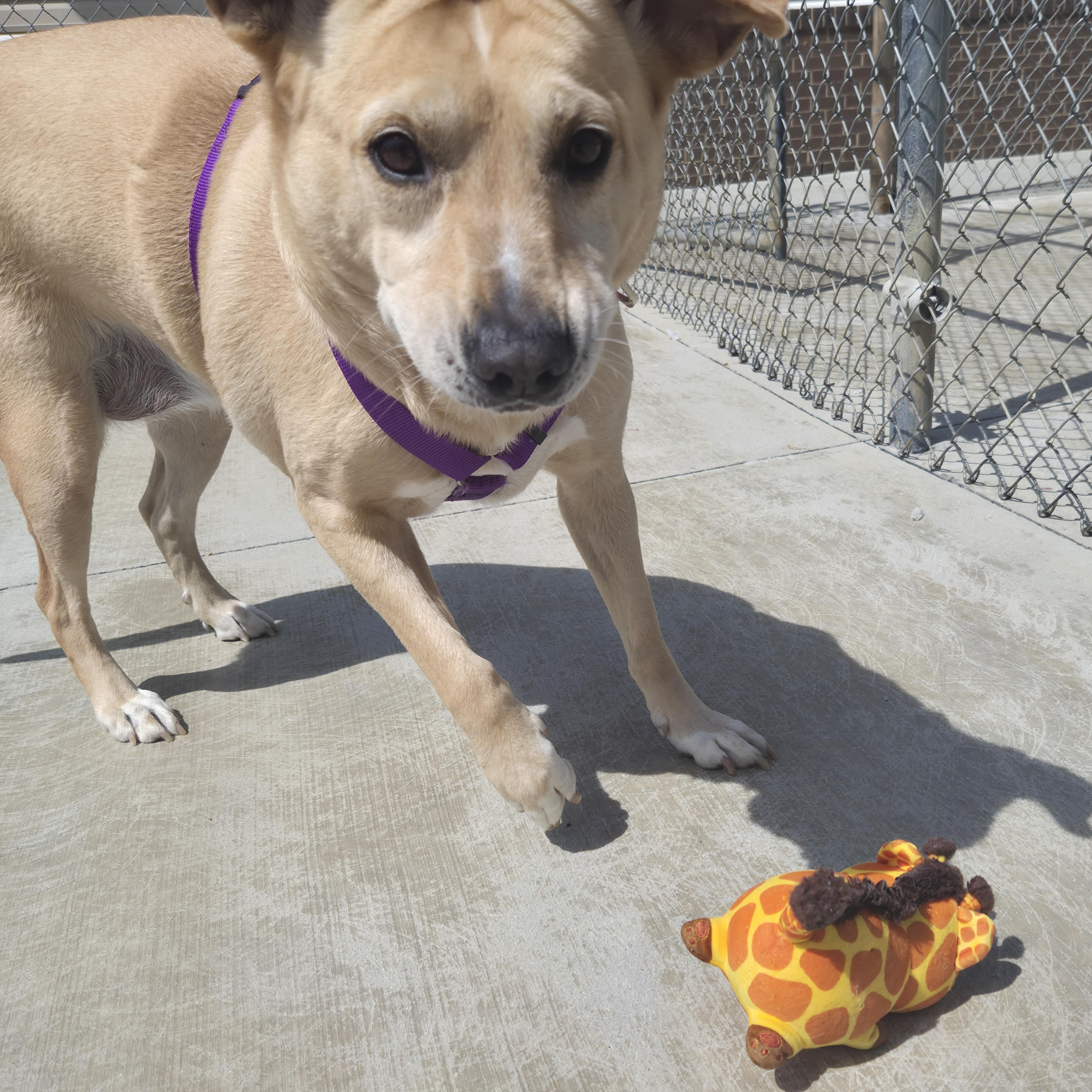 Enlarge Taffy, an adopted mixed breed in Cornelius, NC image 4/4
