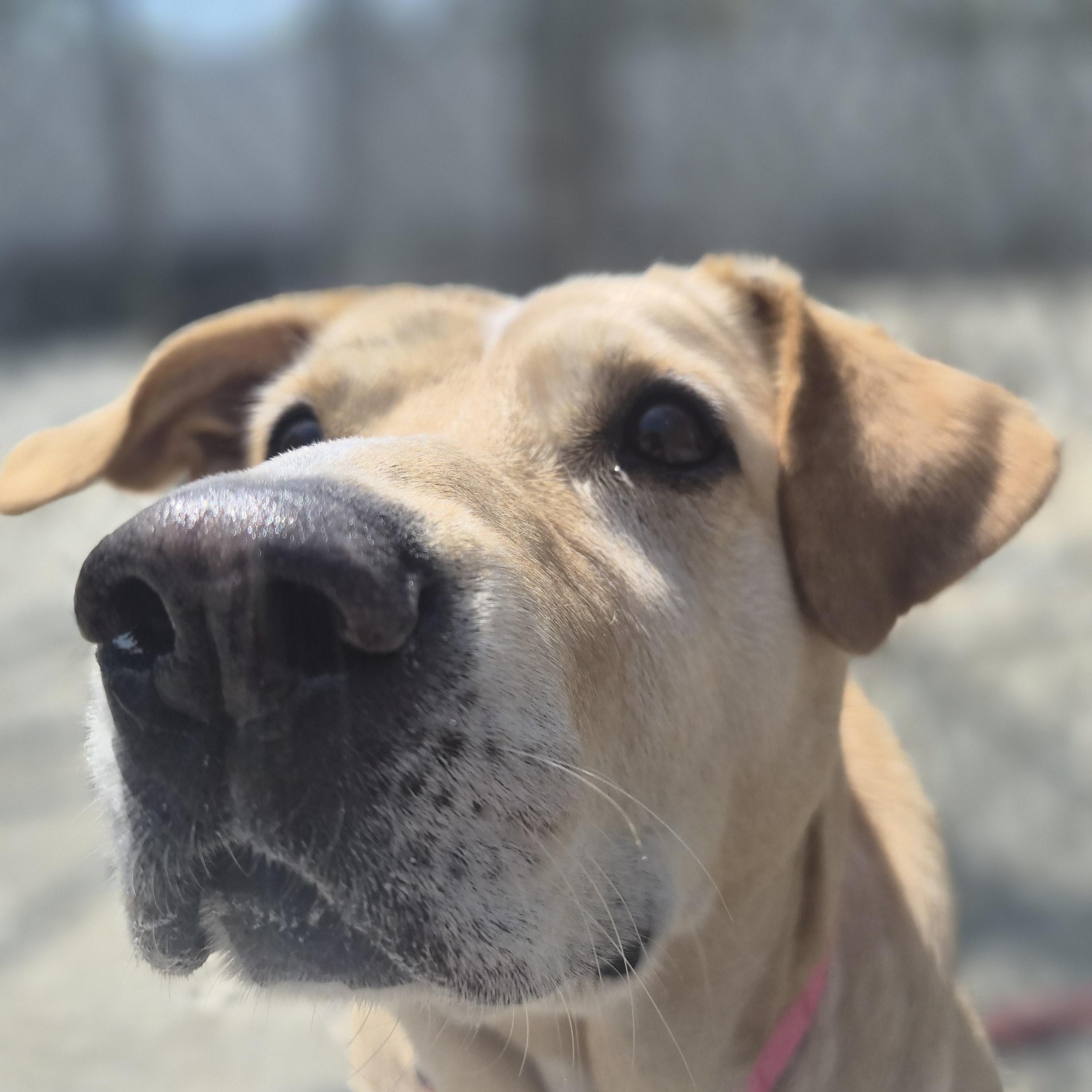 Taffy, ADOPTABLE, Adult Female Yellow Labrador Retriever & Labrador Retriever.