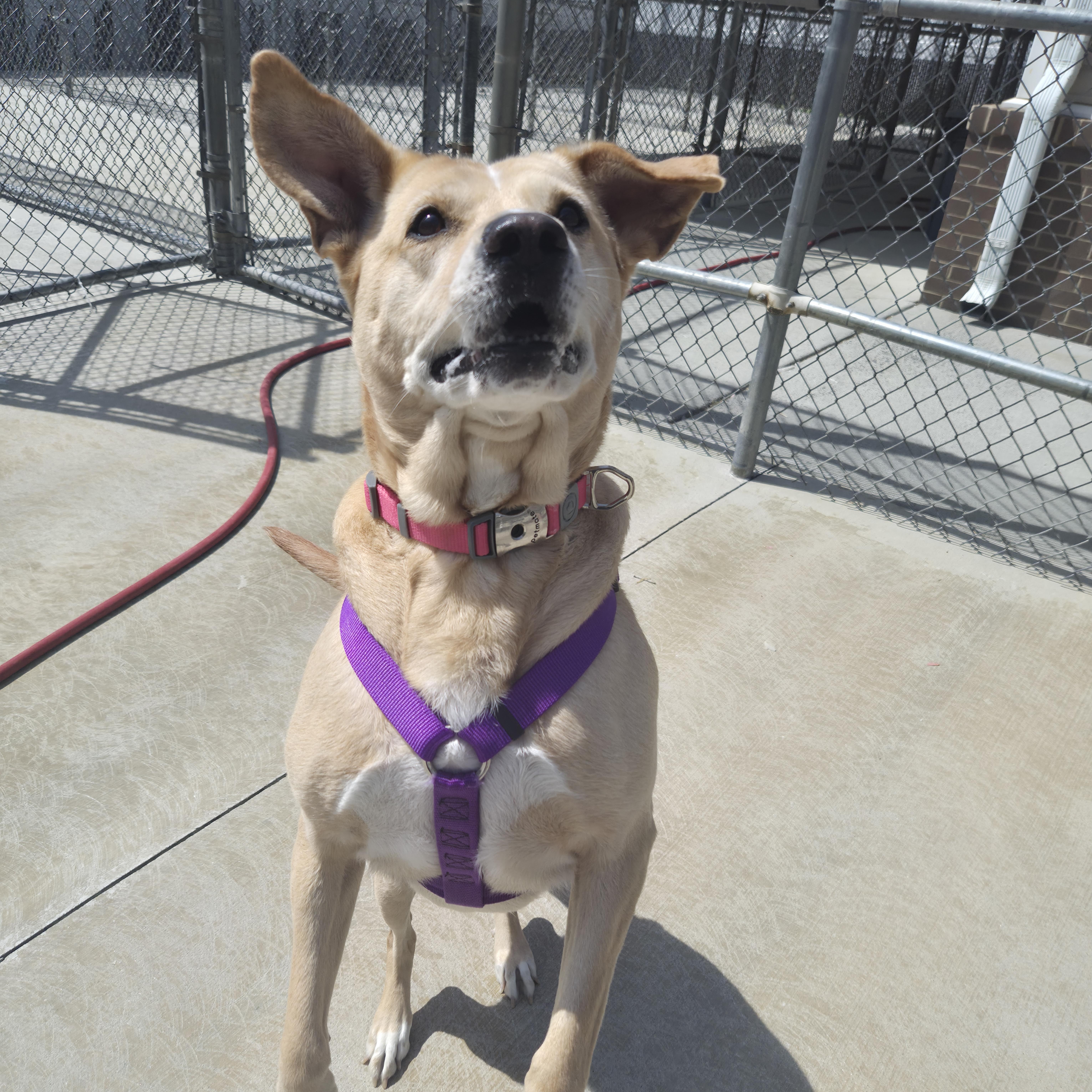 Enlarge Taffy, an adopted mixed breed in Cornelius, NC image 2/4