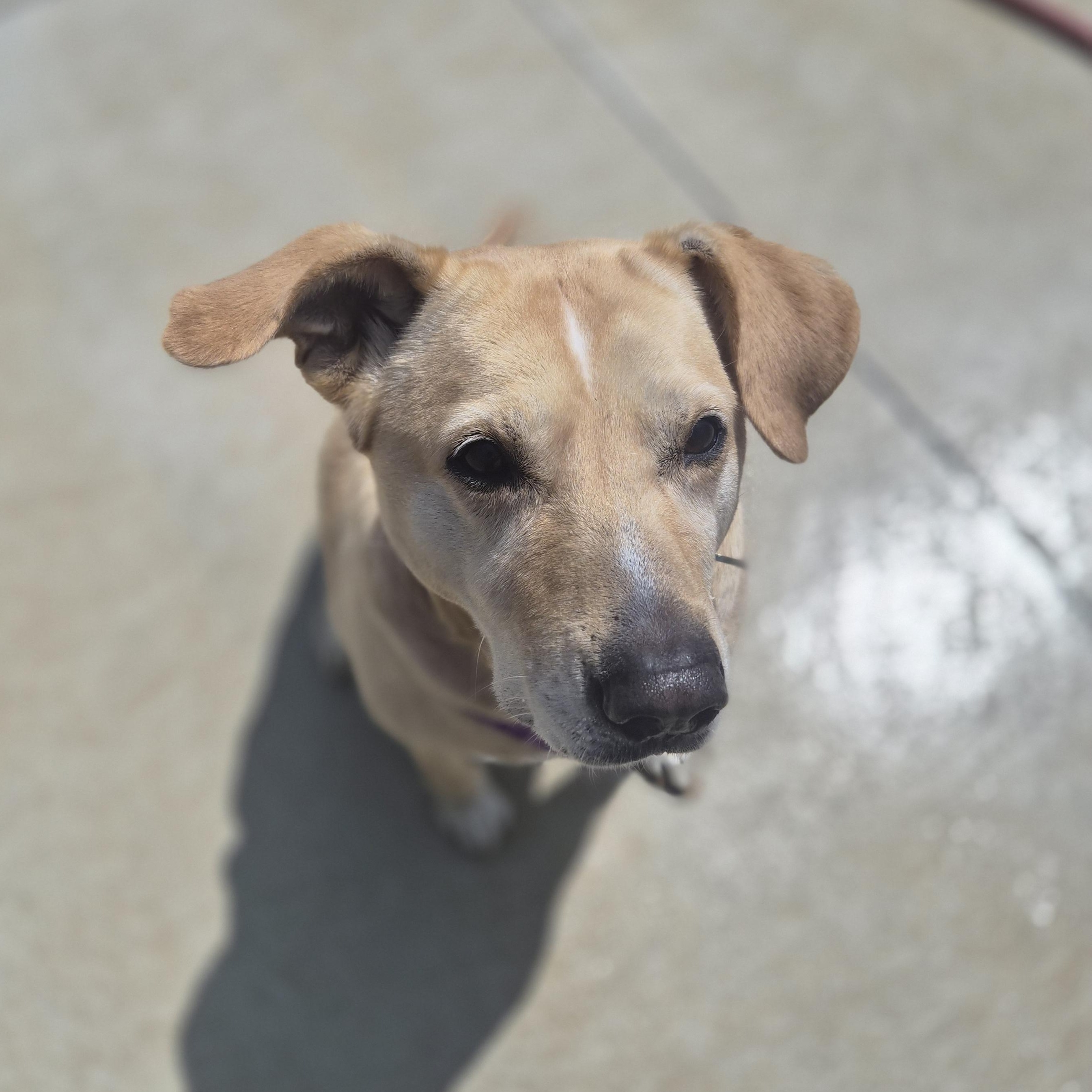 Enlarge Taffy, an adopted mixed breed in Cornelius, NC image 3/4