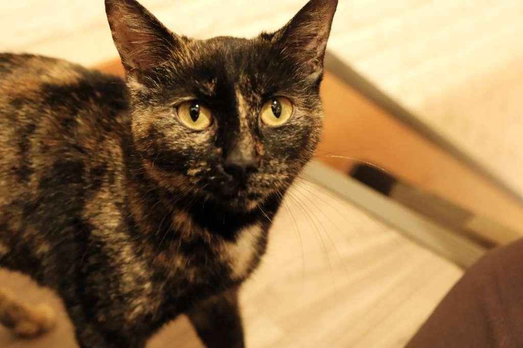 Enlarge Solana, a ADOPTABLE Domestic Short Hair in South Ozone Park, NY image 6/6