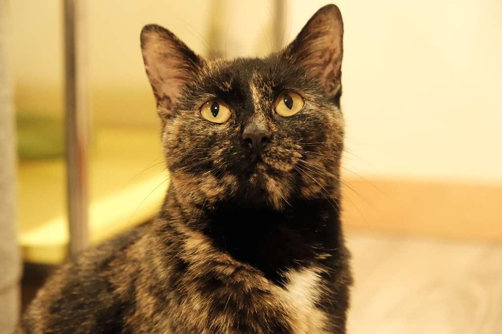 Enlarge Solana, a ADOPTABLE Domestic Short Hair in South Ozone Park, NY image 3/6