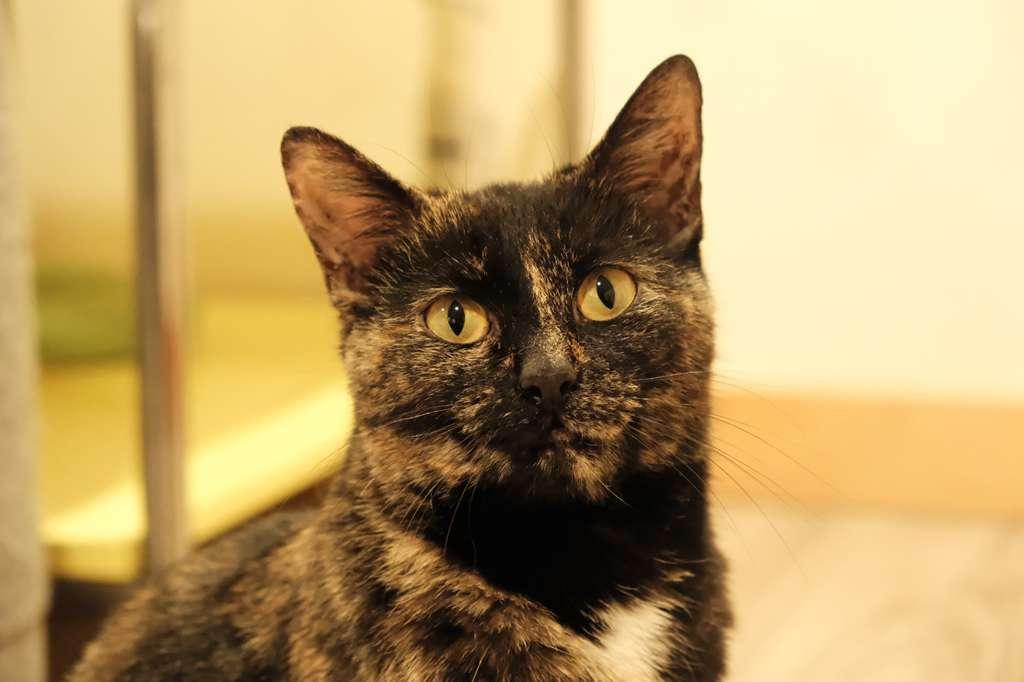 Enlarge Solana, a ADOPTABLE Domestic Short Hair in South Ozone Park, NY image 4/6