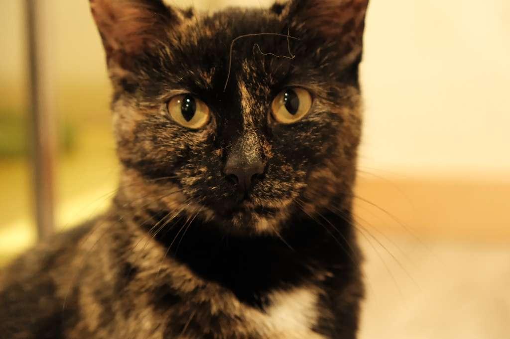 Enlarge Solana, a ADOPTABLE Domestic Short Hair in South Ozone Park, NY image 1/6