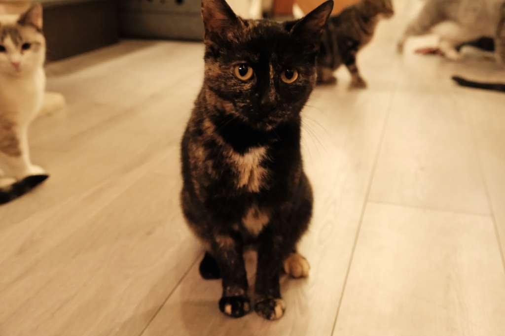 Enlarge Solana, a ADOPTABLE Domestic Short Hair in South Ozone Park, NY image 2/6