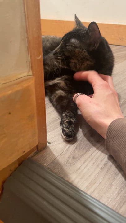 Enlarge Solana, a ADOPTABLE Domestic Short Hair in South Ozone Park, NY video 5/6