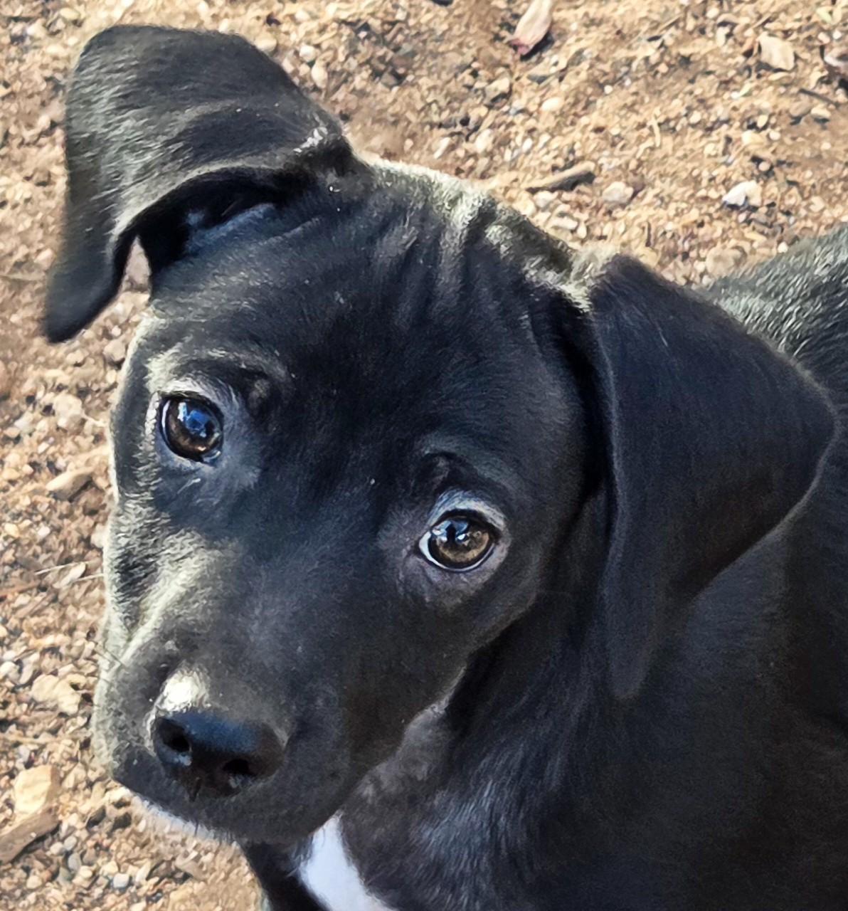 Enlarge CASSIE, a ADOPTABLE mixed breed in Tucson, AZ image 1/3