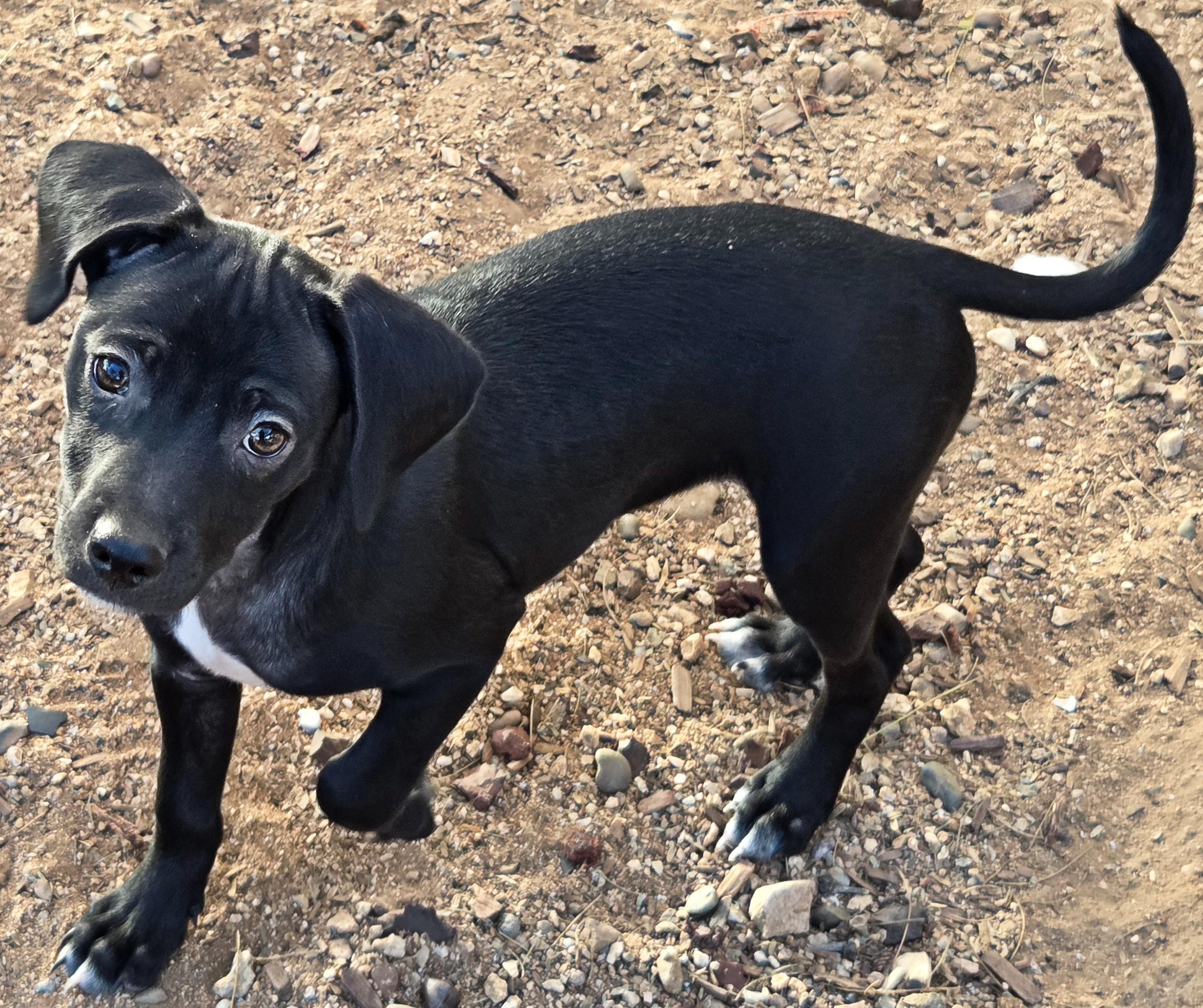 Enlarge CASSIE, a ADOPTABLE mixed breed in Tucson, AZ image 2/3