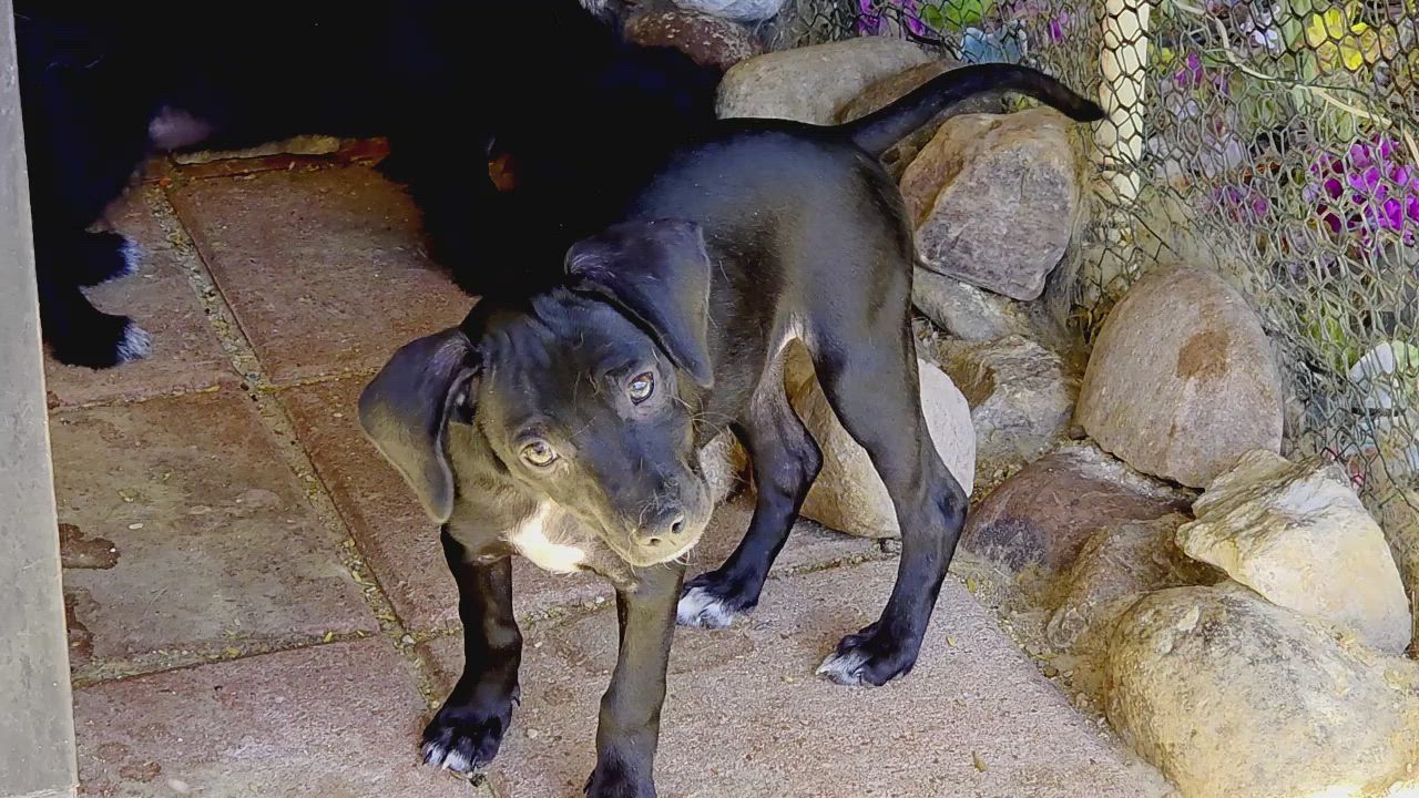 Enlarge CASSIE, an adopted mixed breed in Tucson, AZ video 4/4