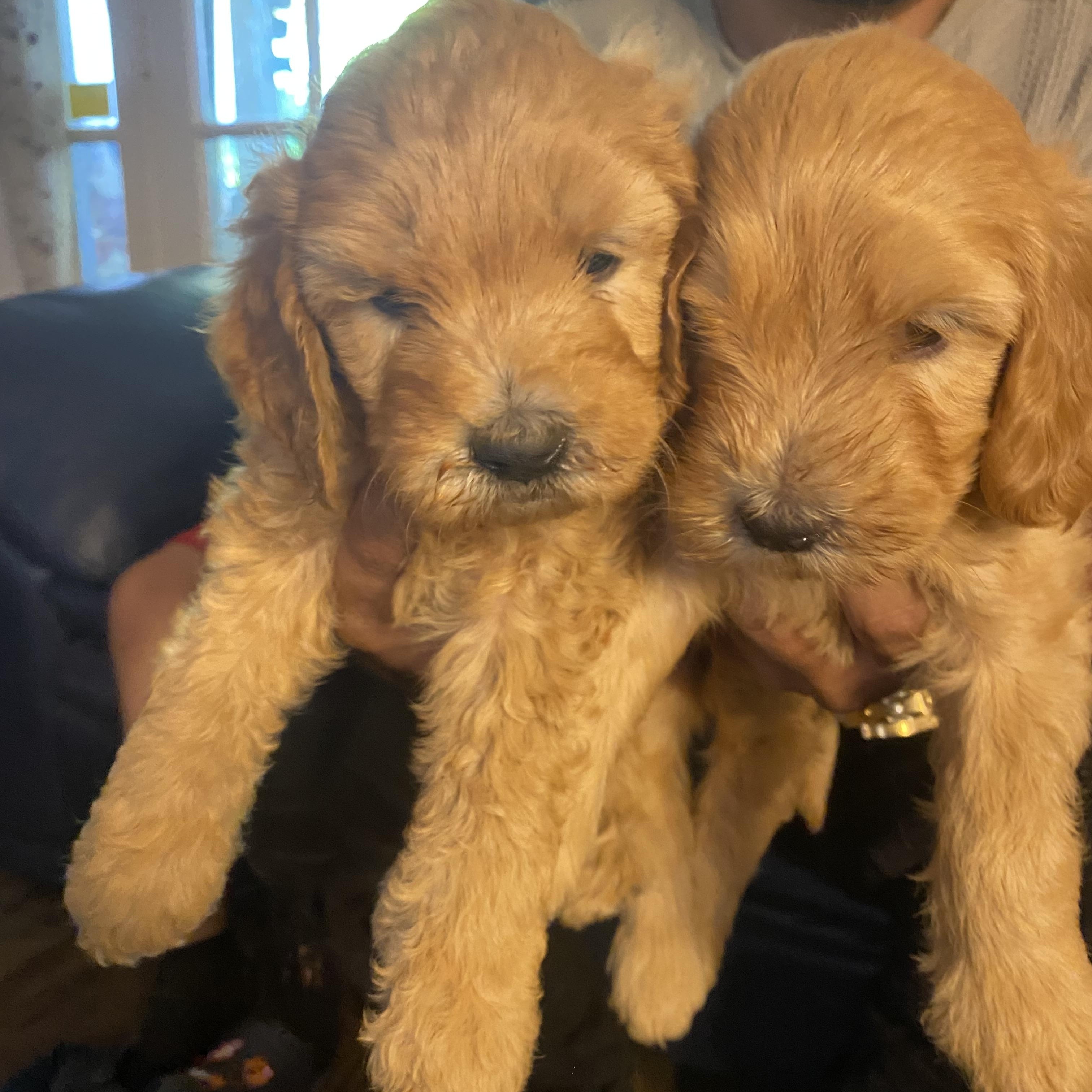 Jeffrey, ADOPTABLE, Puppy Male Goldendoodle.