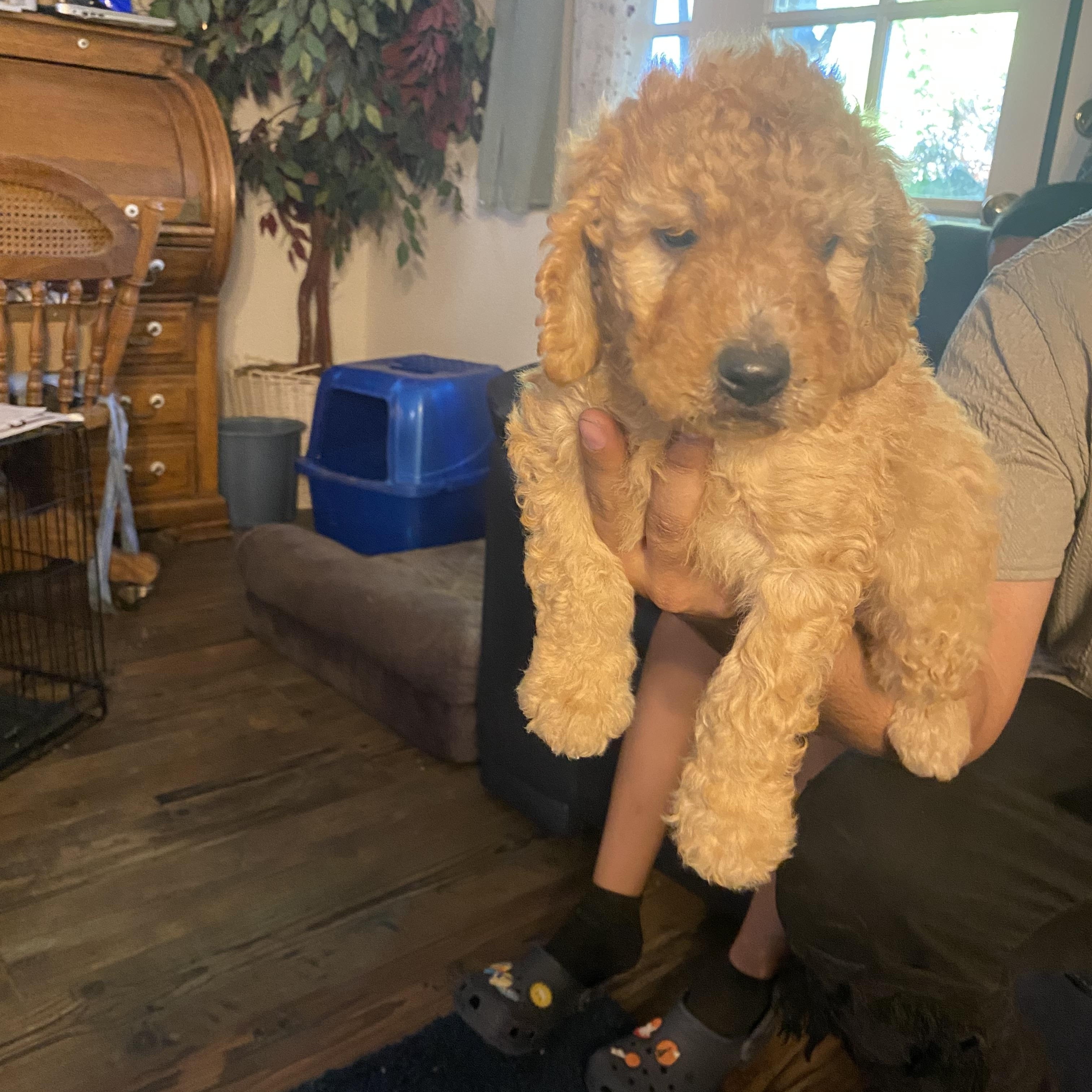 Jeffrey, a ADOPTABLE Goldendoodle in Moreno Valley, CA image 2/2