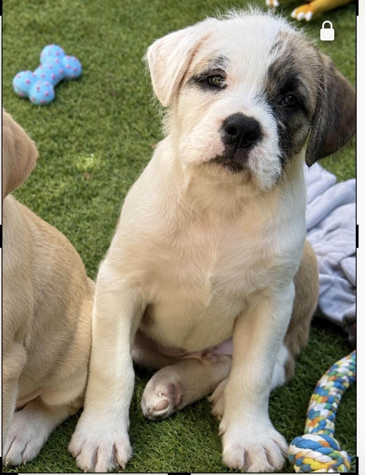 Enlarge Linus, a ADOPTABLE mixed breed in Wanaque, NJ image 1/1